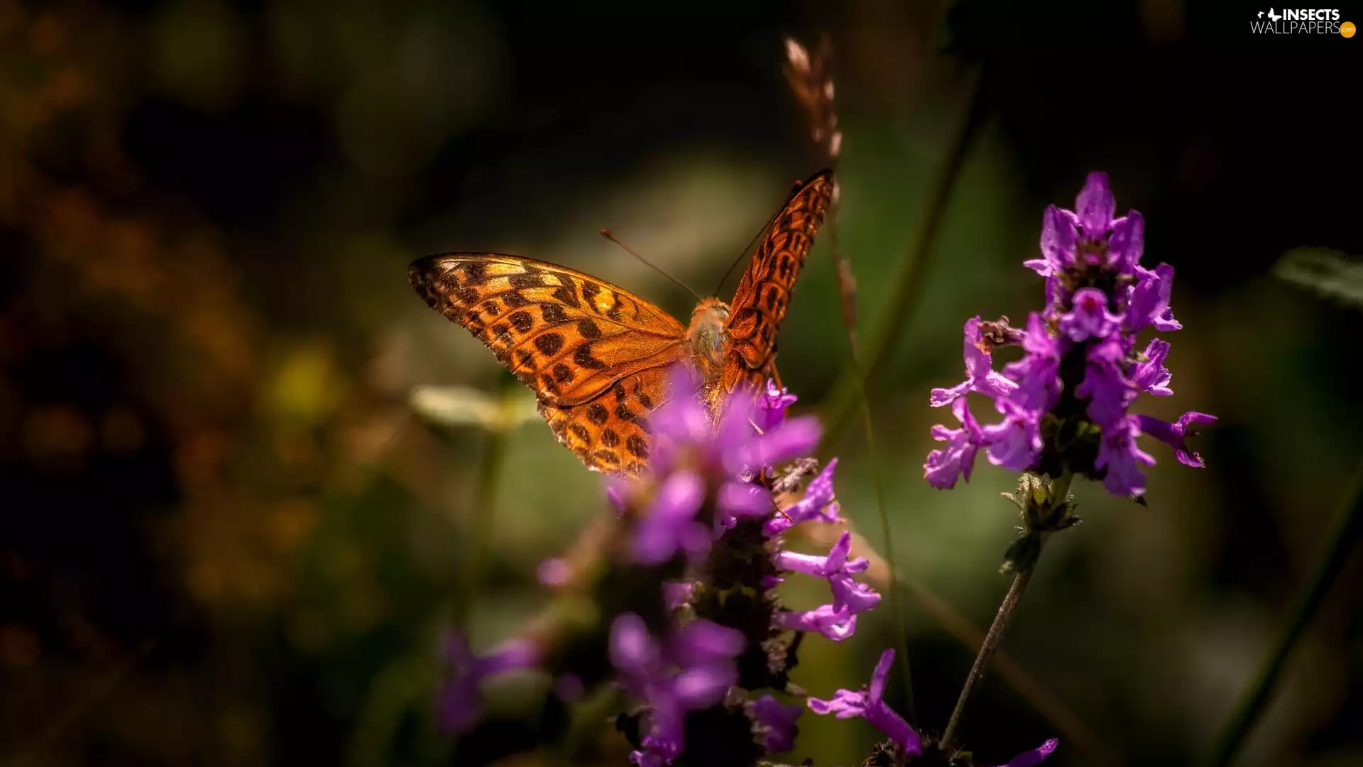 butterfly, purple, Flowers, argynnis
