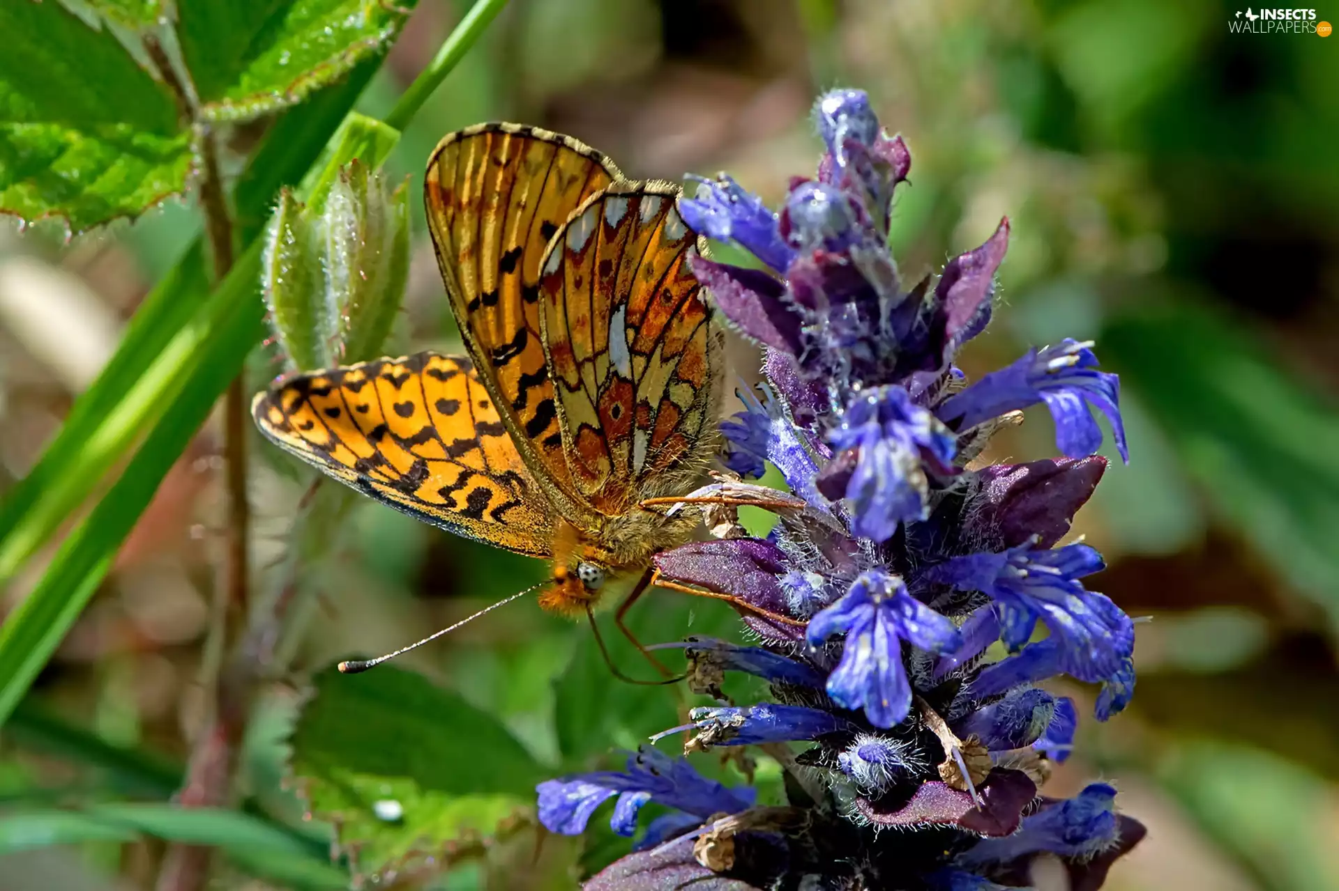butterfly, Paphia, inflorescence, argynnis