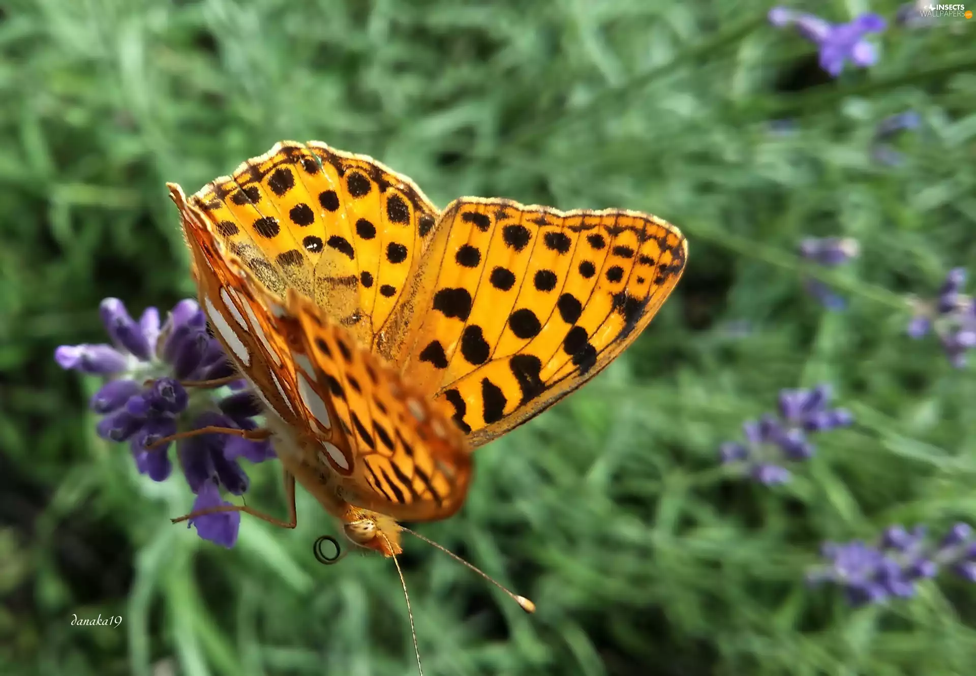 Colourfull Flowers, lavender, argynnis, Latonia, butterfly