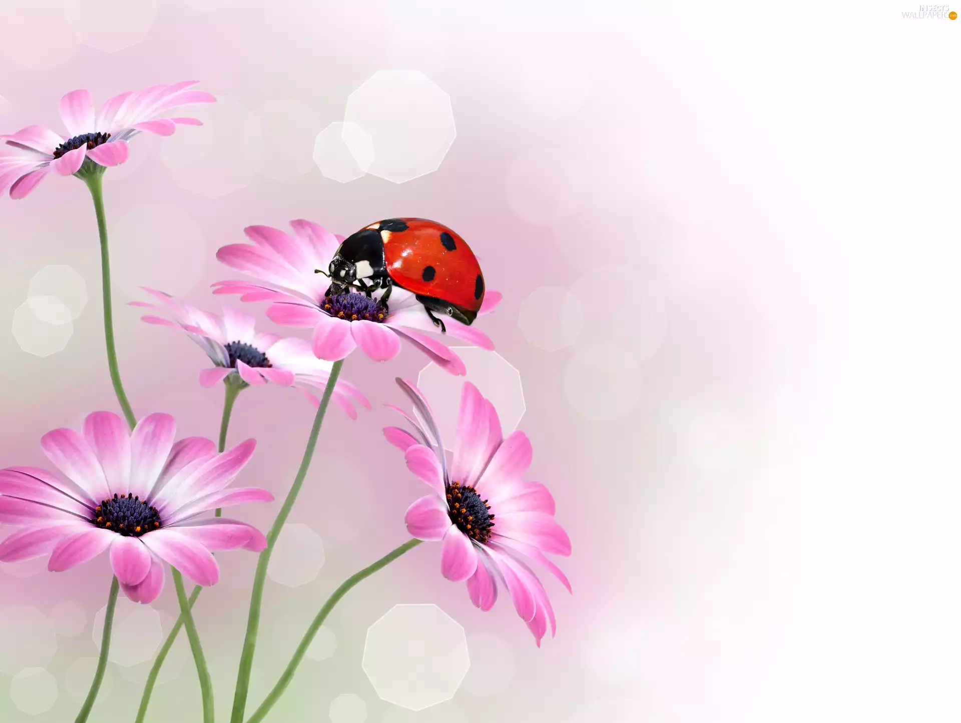 ladybird, Arktotis, 2D Graphics, Flowers