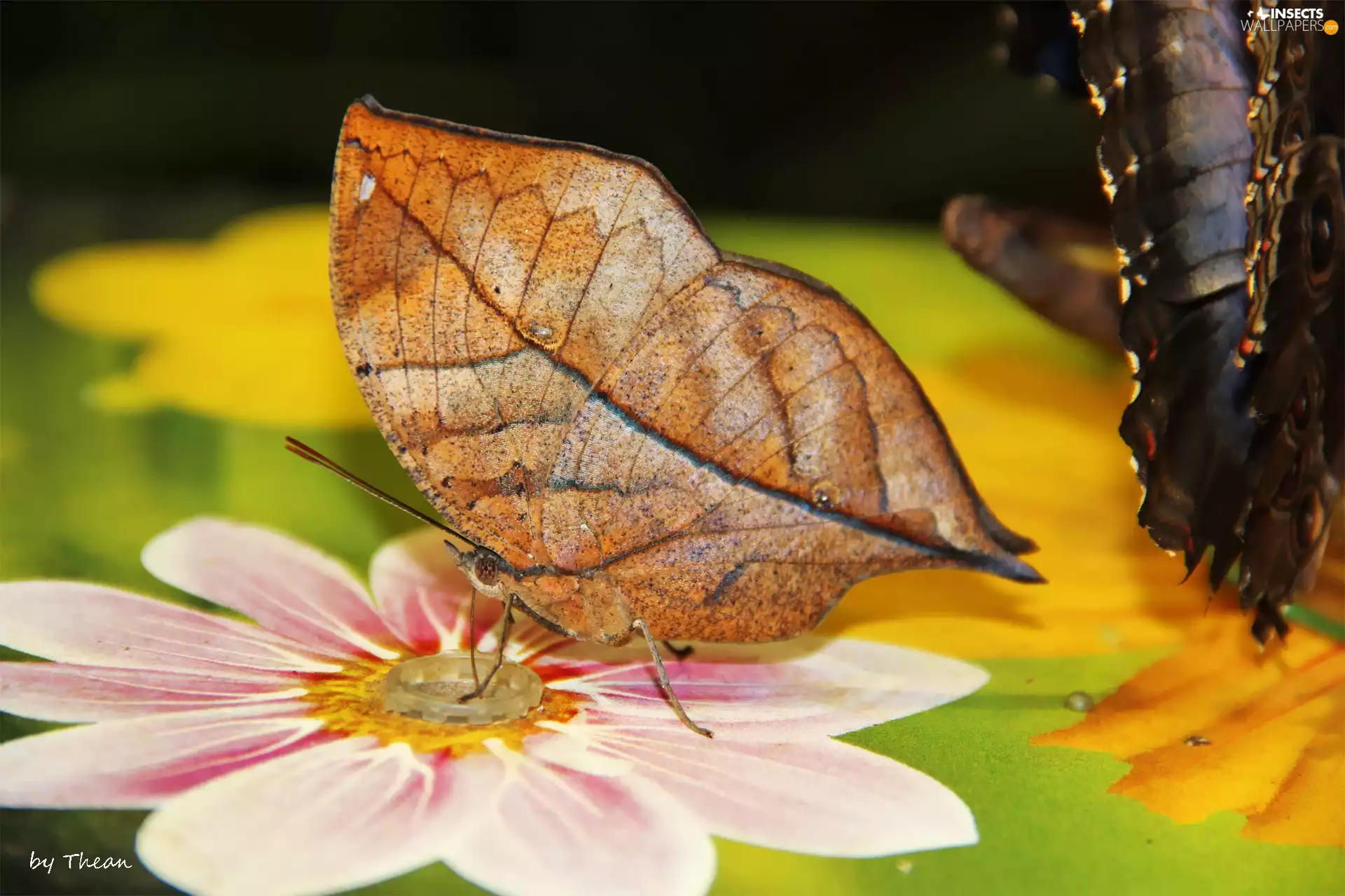 butterfly, dried, leaf, as