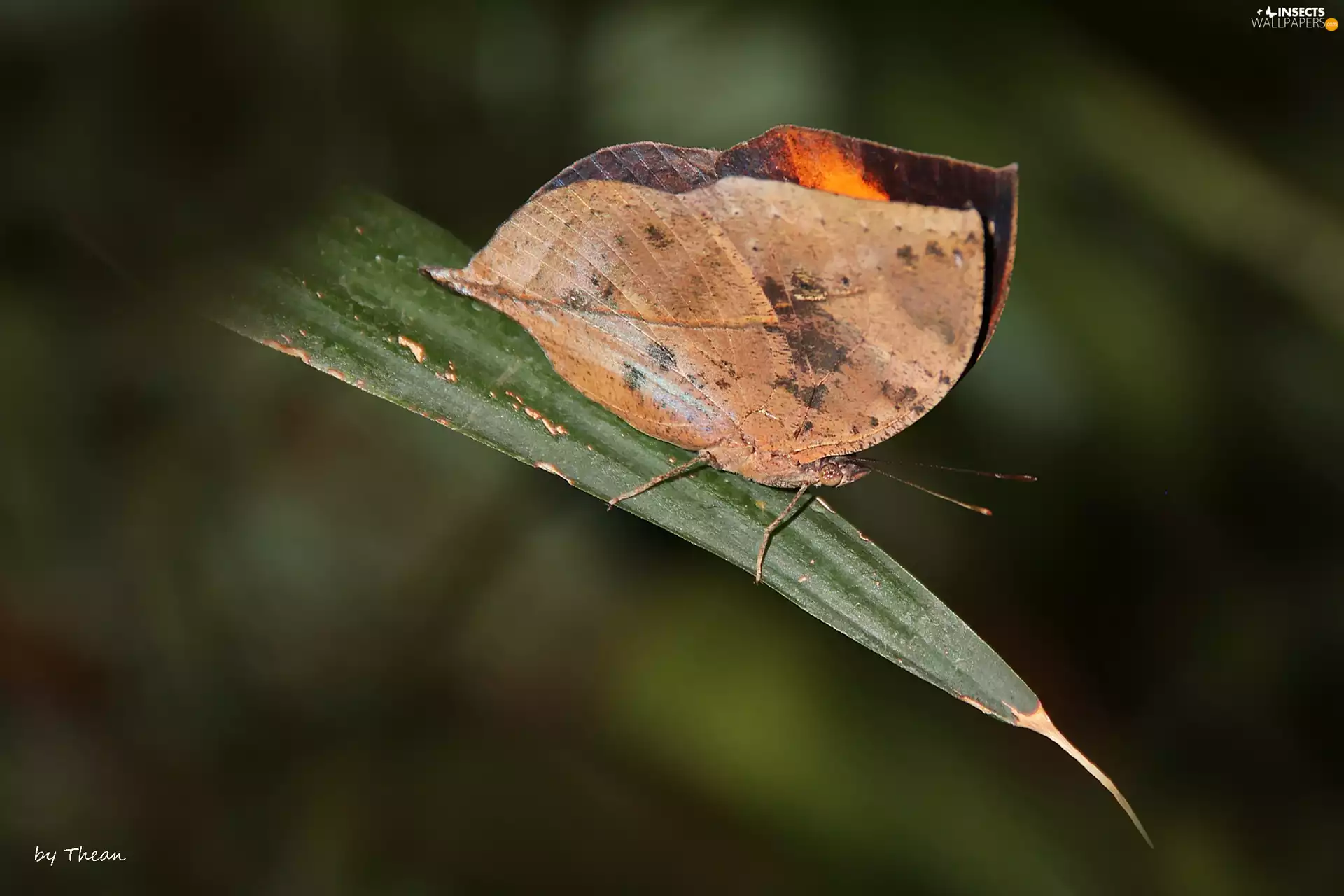 butterfly, dry, leaf, as