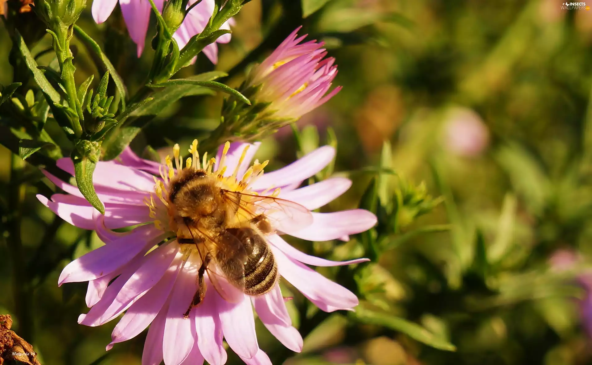 Aster, bee