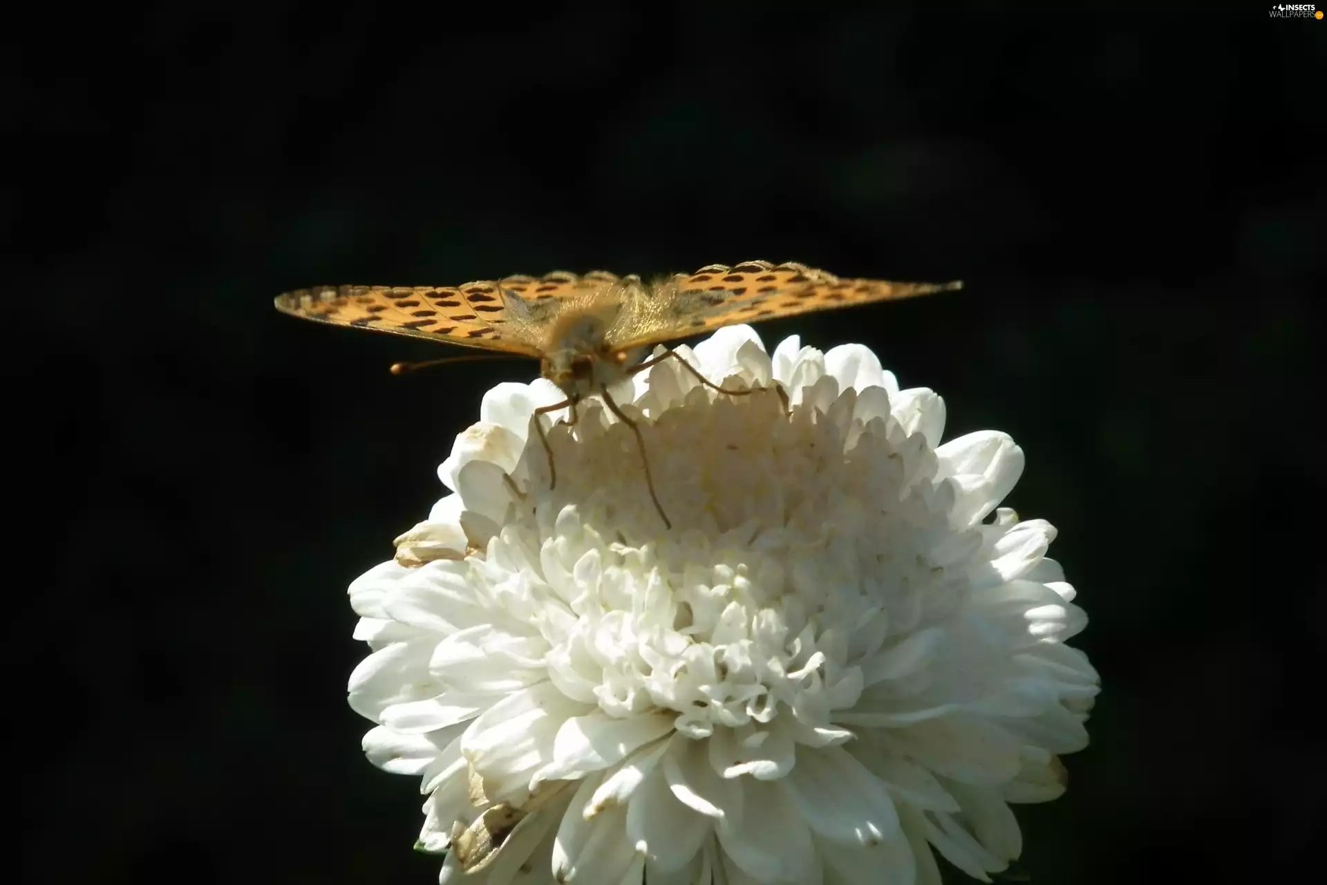 butterfly, Colourfull Flowers, Aster, Silver-washed Fritillary
