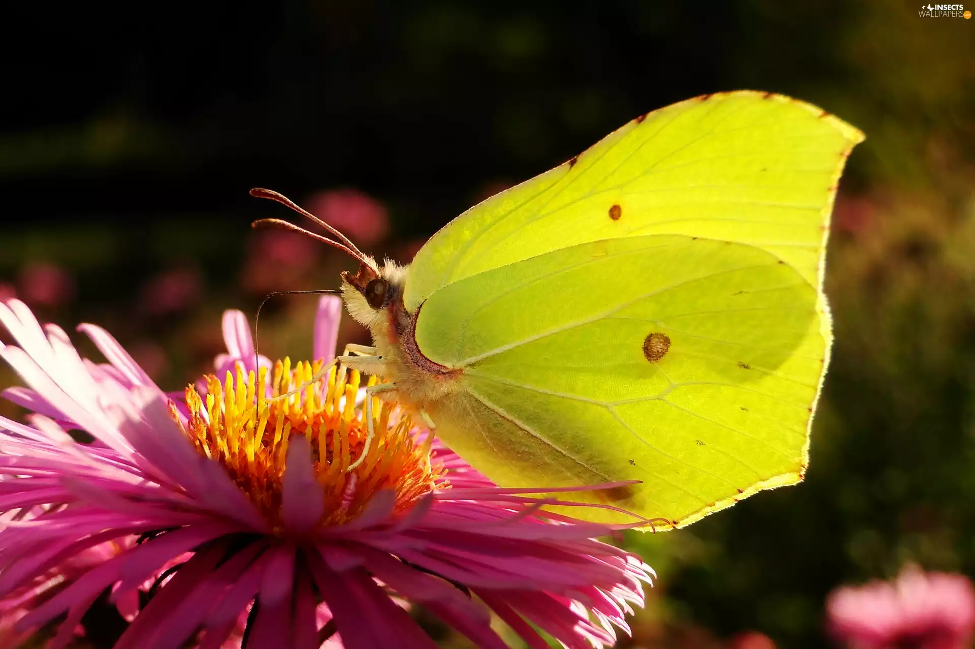 butterfly, Colourfull Flowers, Aster, Gonepteryx rhamni