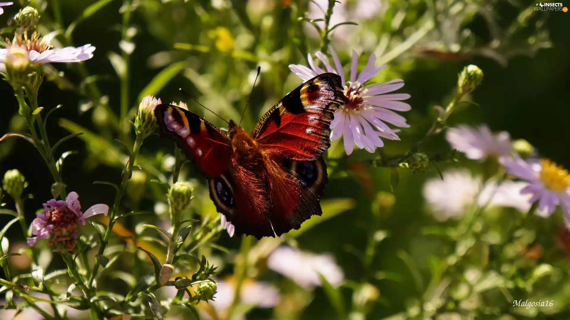 Astra, sitter, butterfly