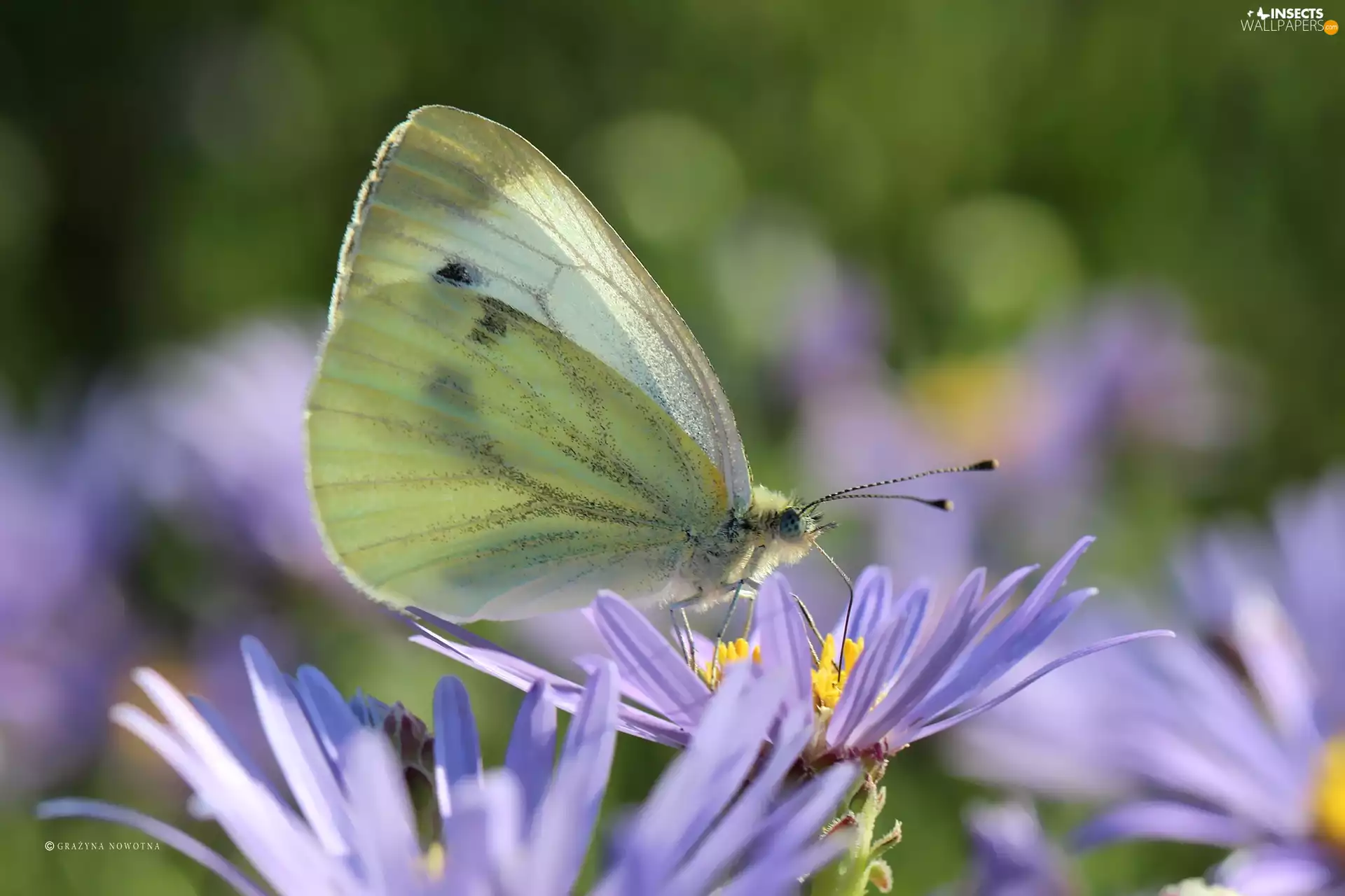 White, Astra, Cabbage, Insect, butterfly