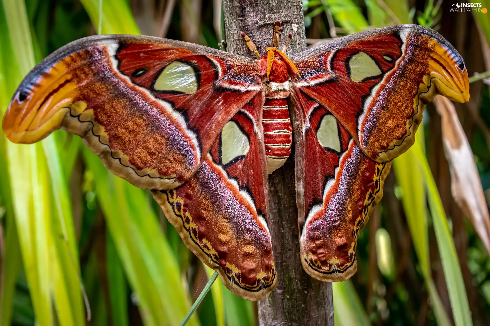 wings, moth, Attacus Atlas