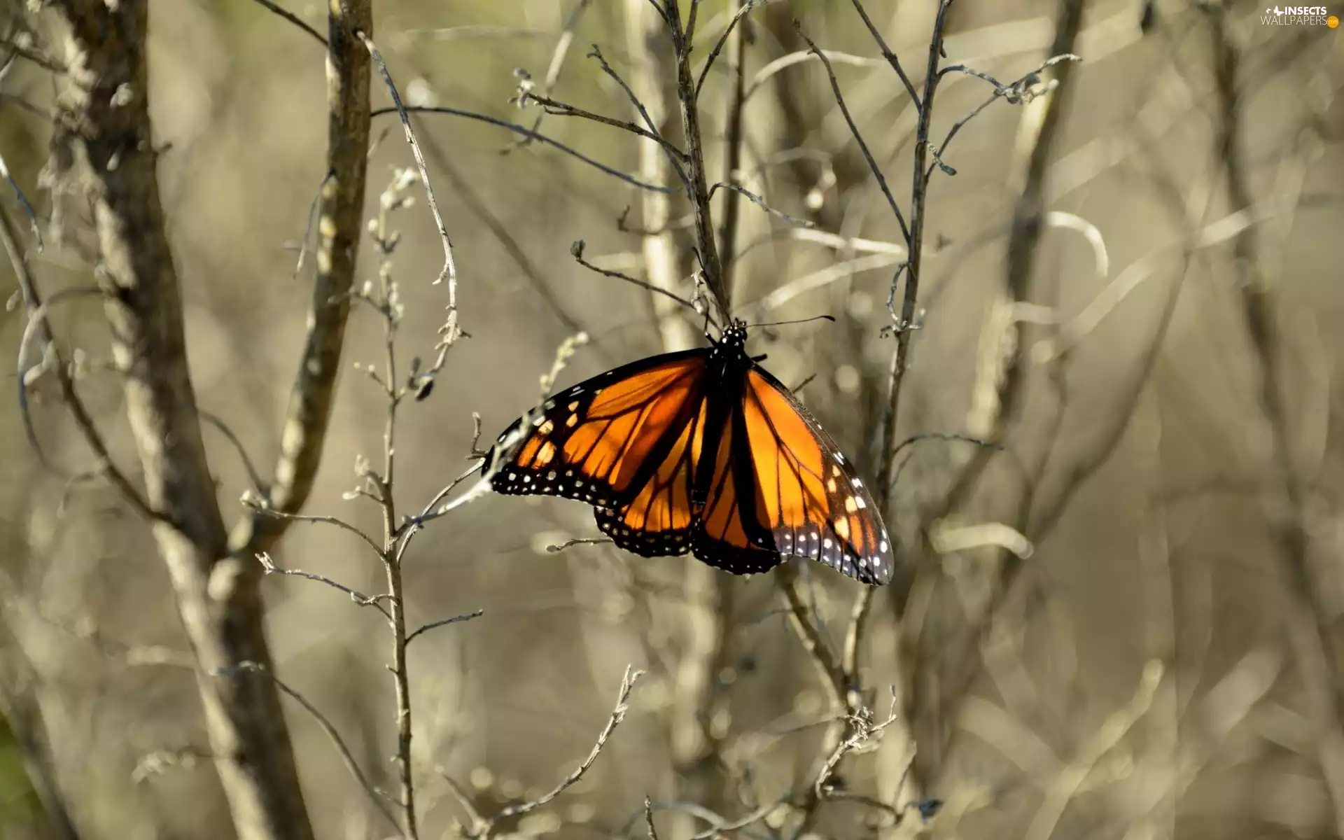 autumn, color, butterfly