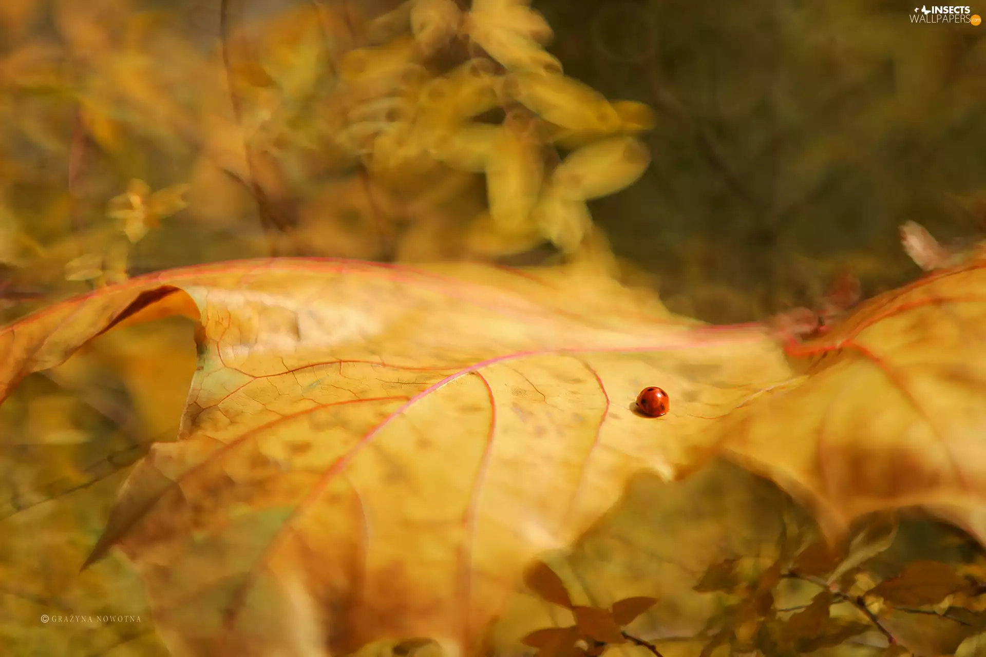 Yellow, leaf, ladybird, Autumn