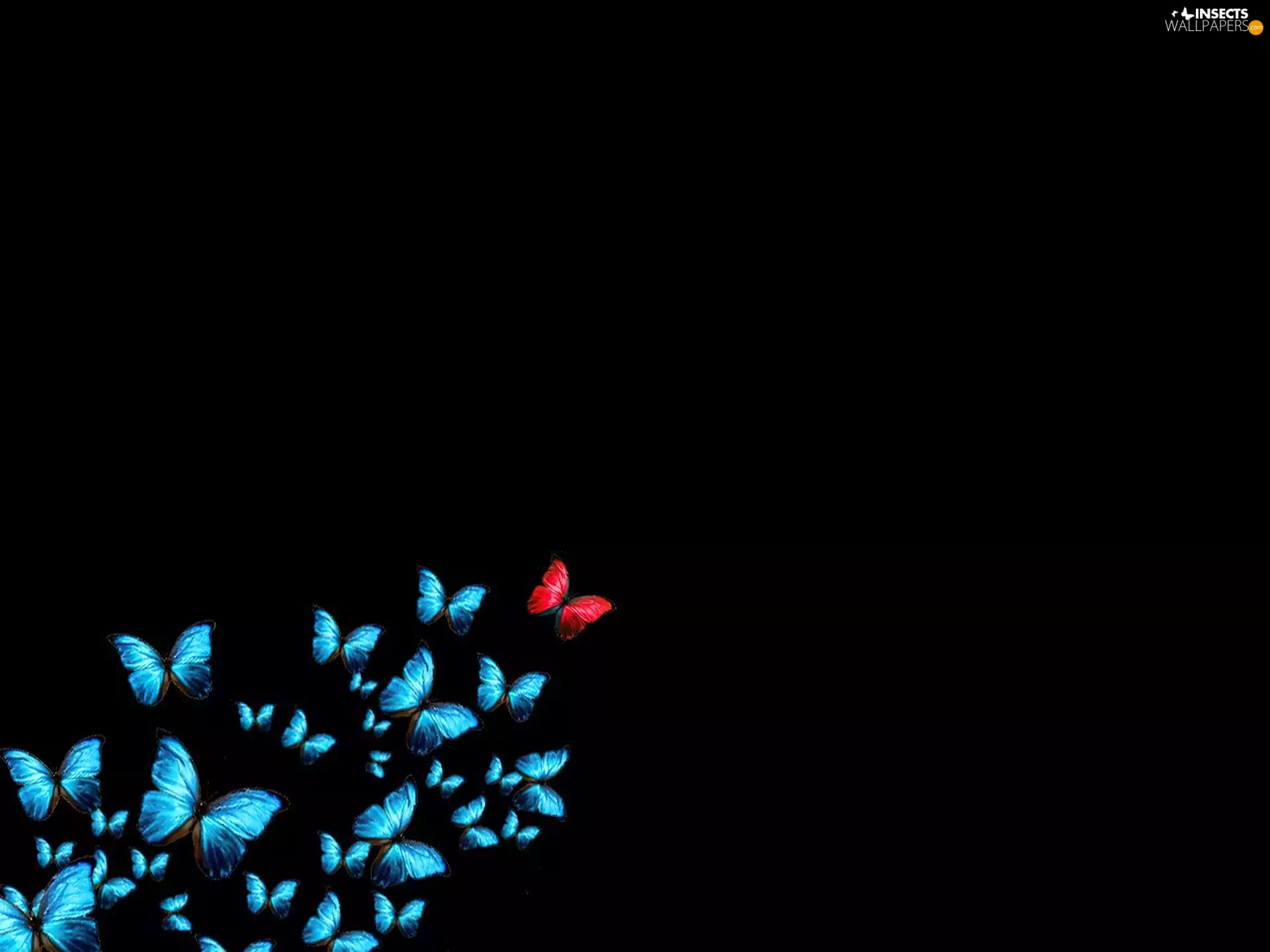 background, butterfly, Black