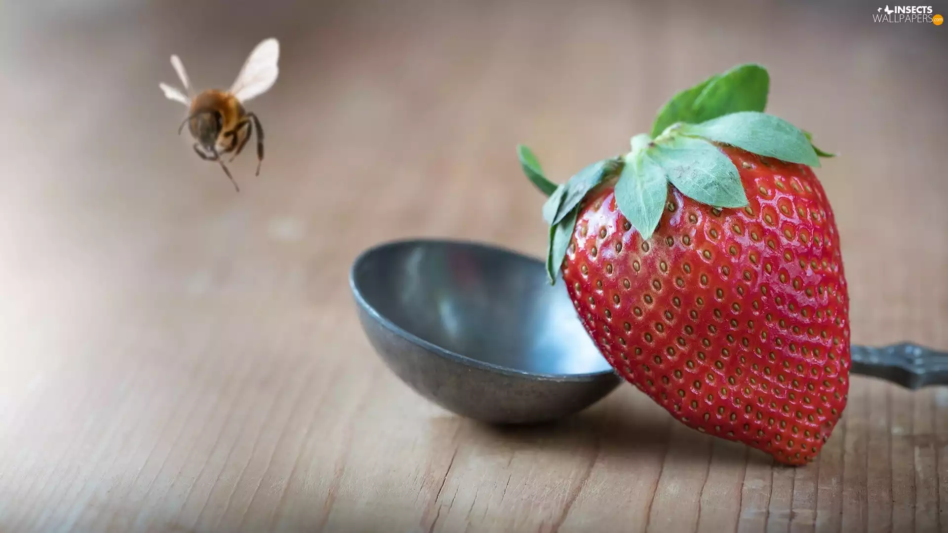 fuzzy, background, bucket, bee, Strawberry