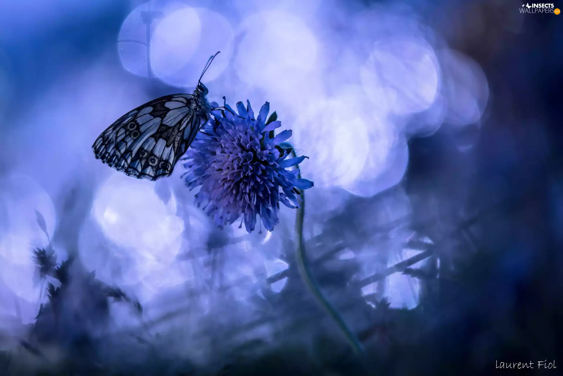 blue background, butterfly, Colourfull Flowers