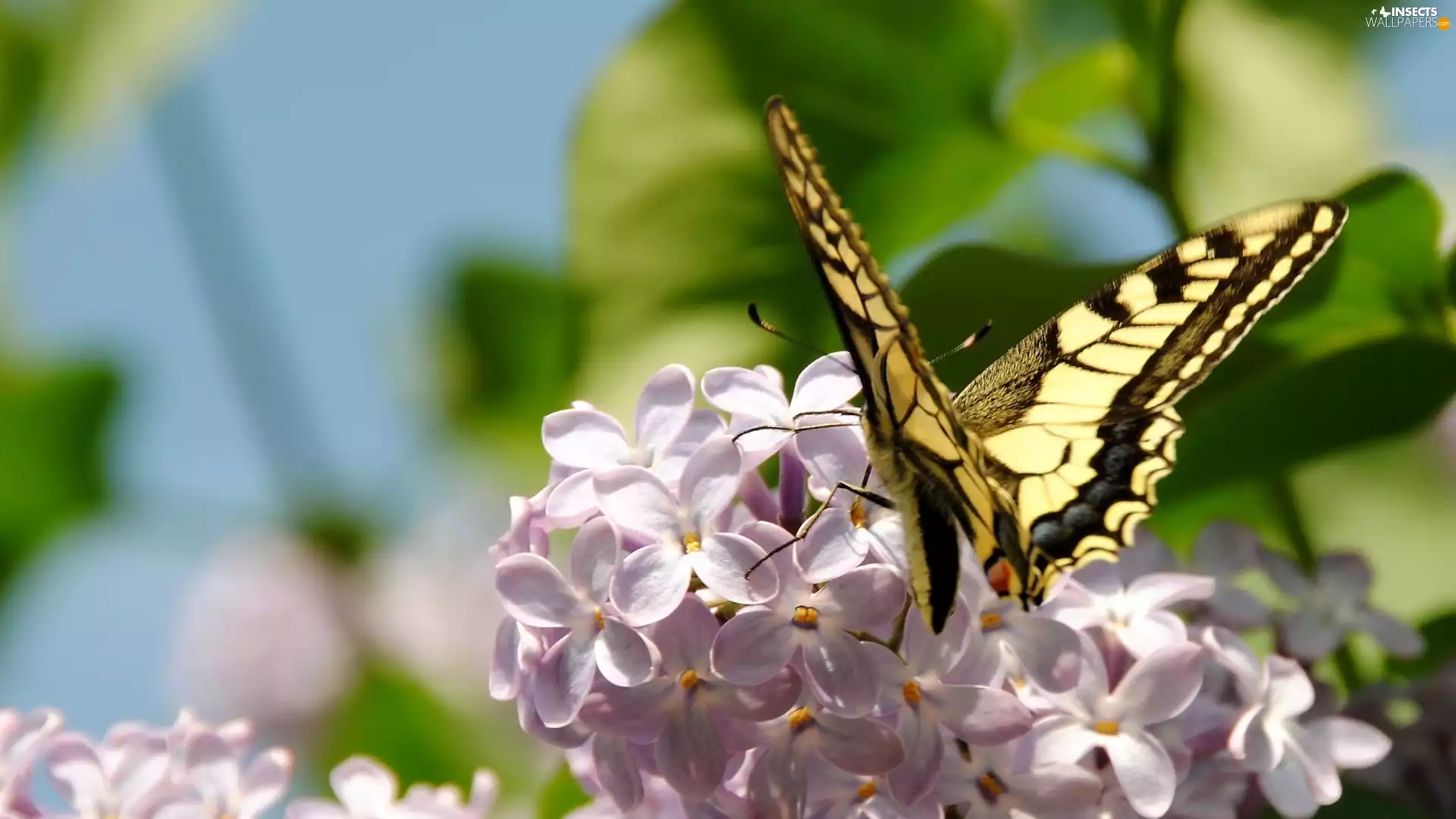 page, without, fuzzy, background, queen, butterfly