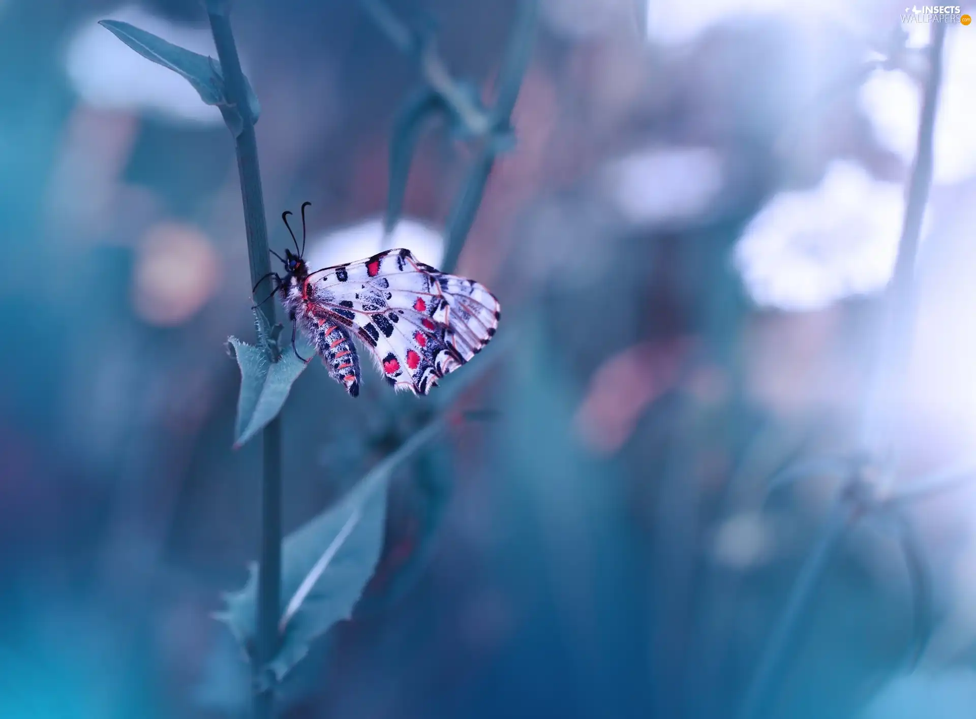 butterfly, fuzzy, background, stalk