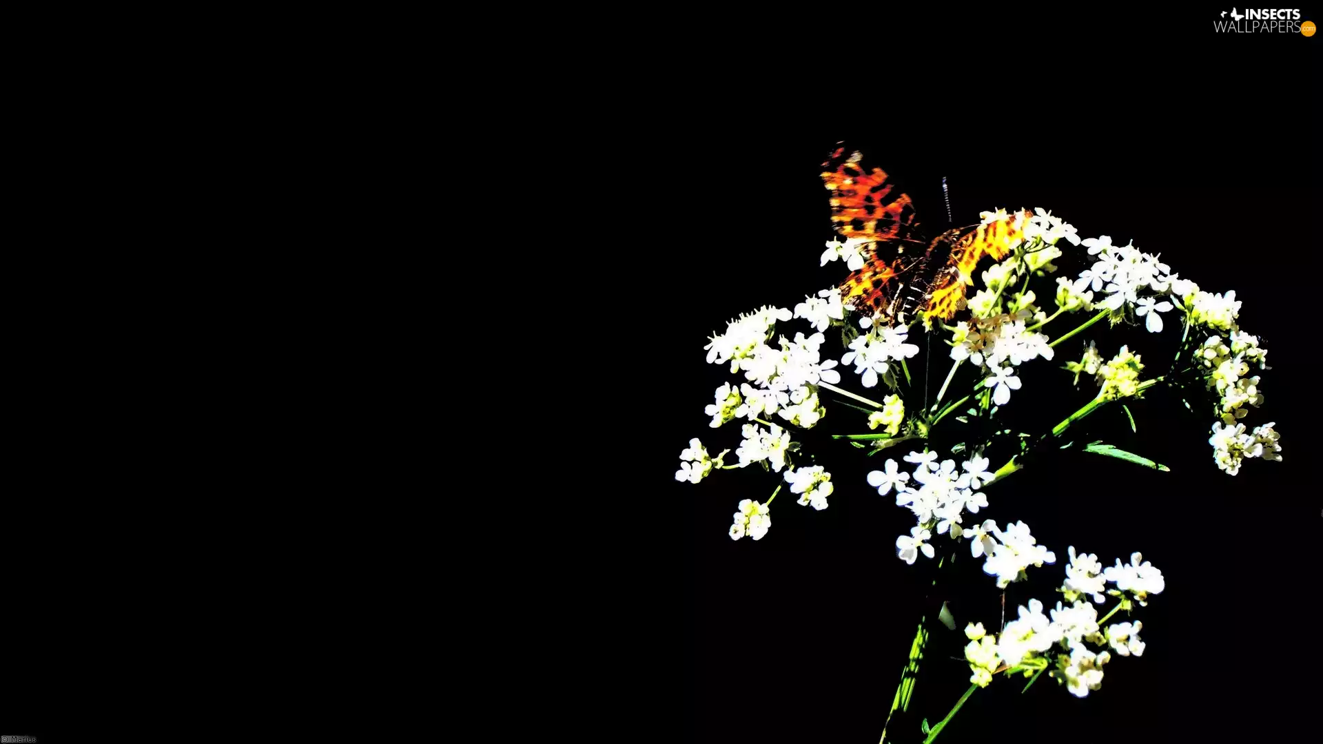 Black, background, common, butterfly, milfoil