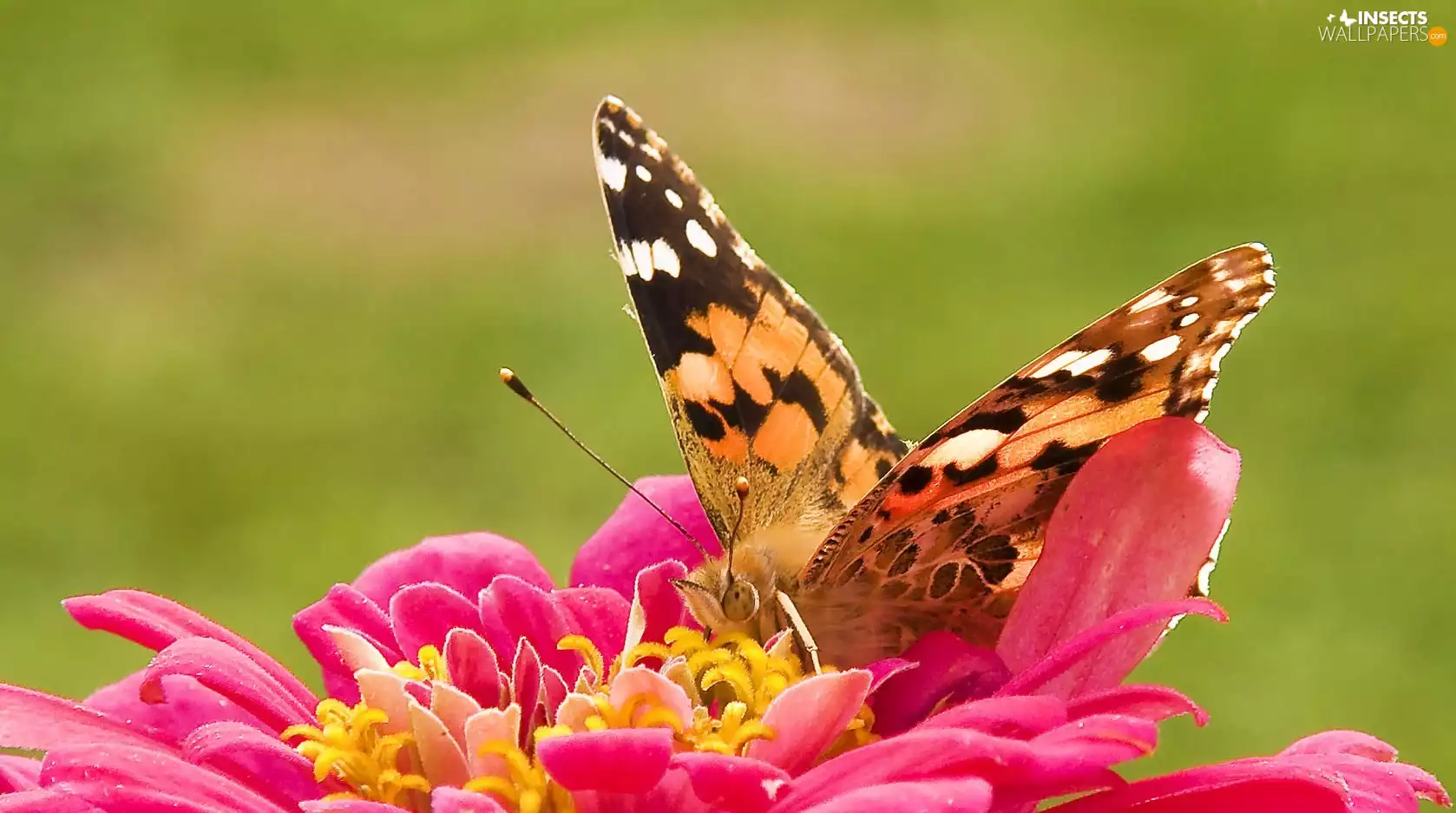 butterfly, green ones, background, Colourfull Flowers