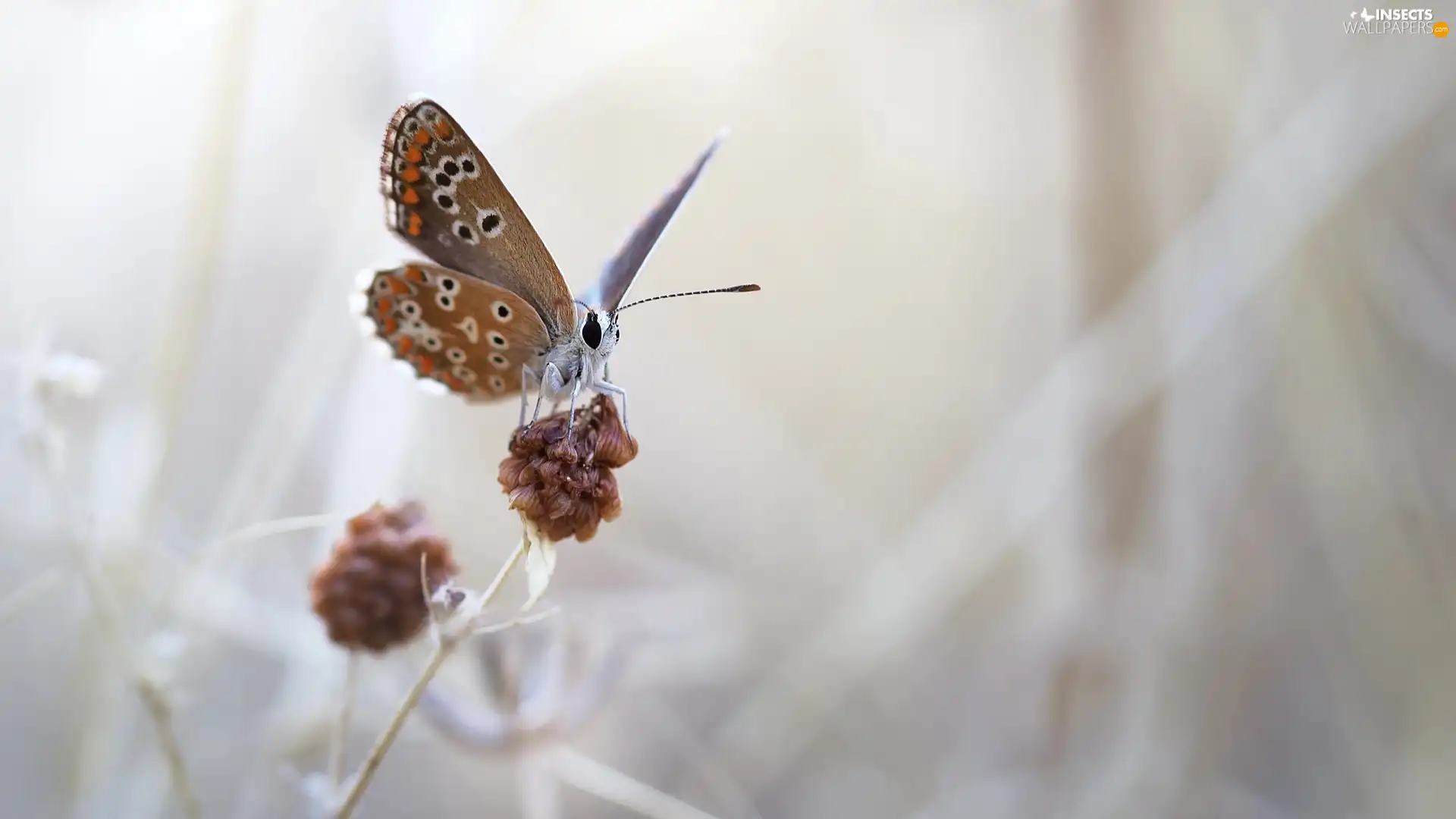 plant, butterfly, fuzzy, background, Macro, Dusky Icarus