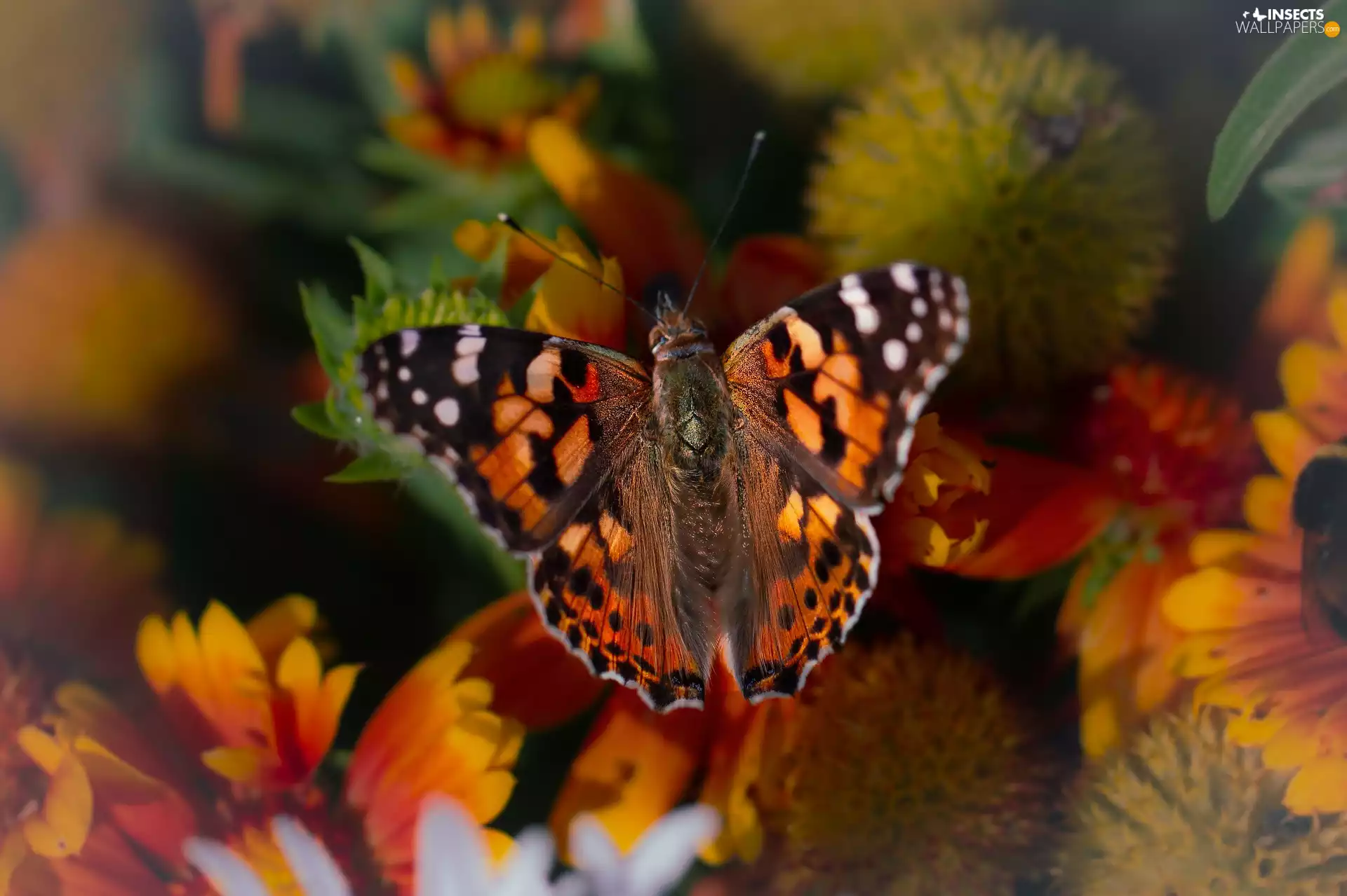 color, butterfly, fuzzy, background, Flowers, Painted Lady
