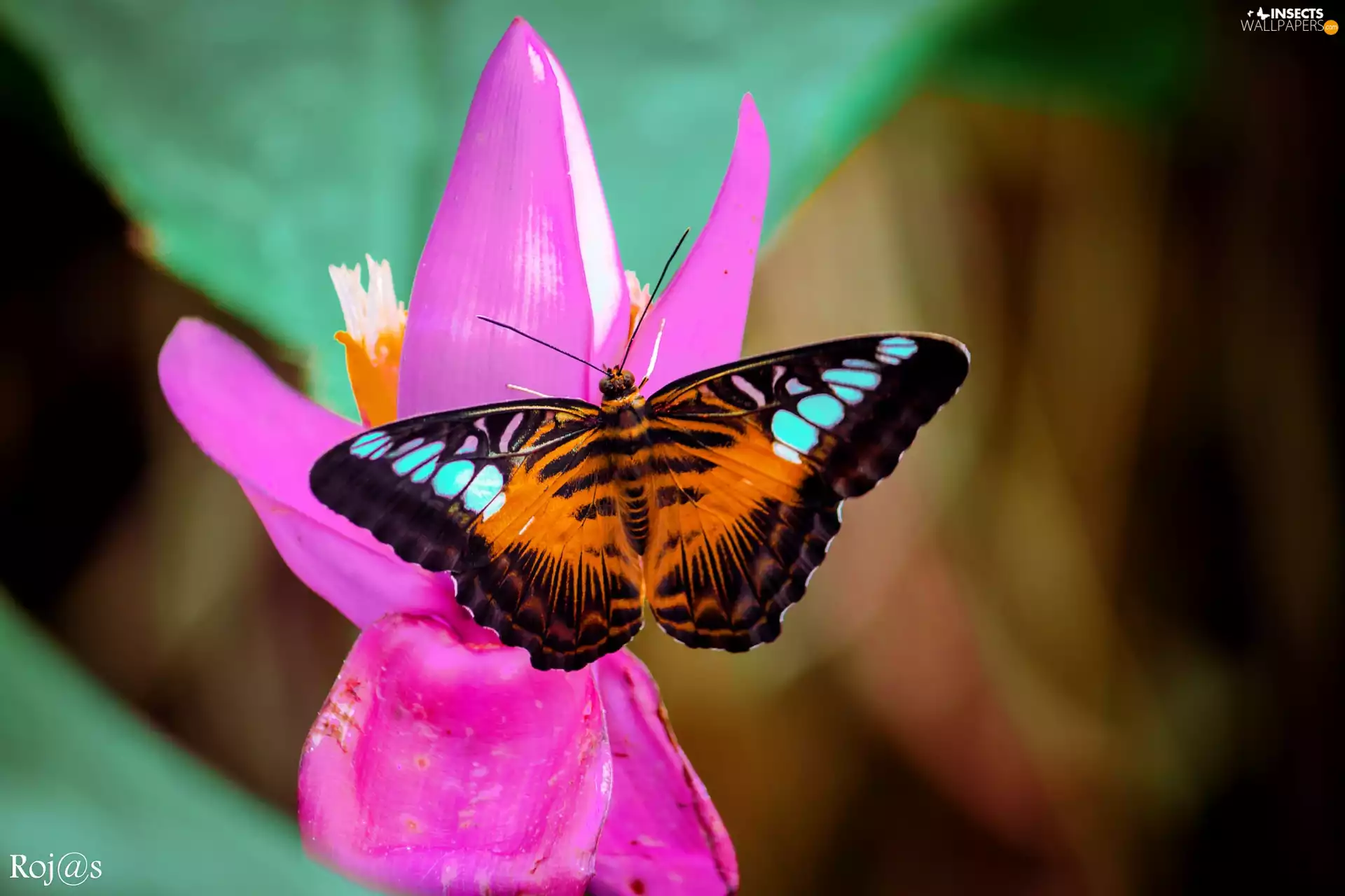Pink, color, fuzzy, background, Colourfull Flowers, butterfly