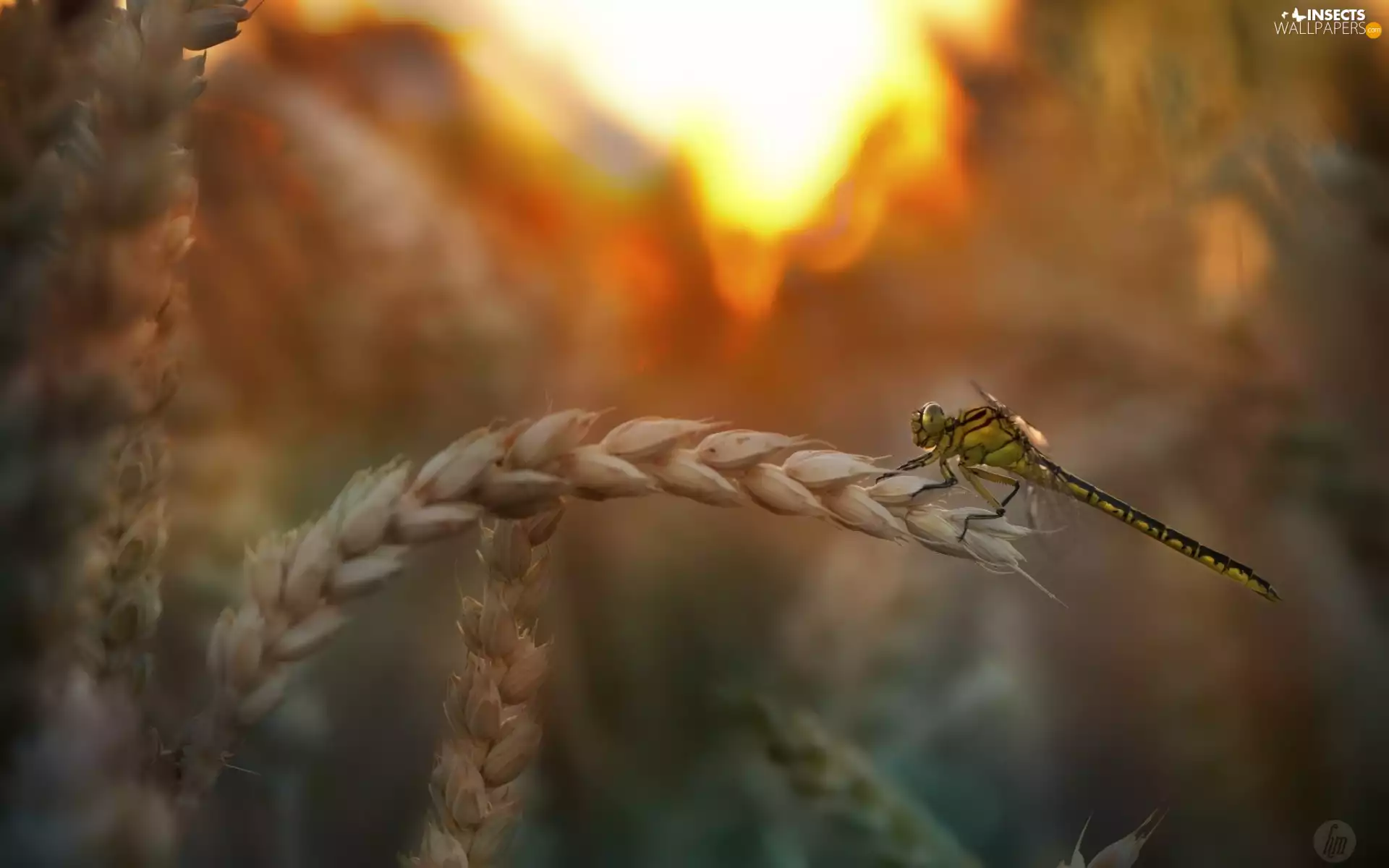 corn, west, fuzzy, background, dragon-fly, sun