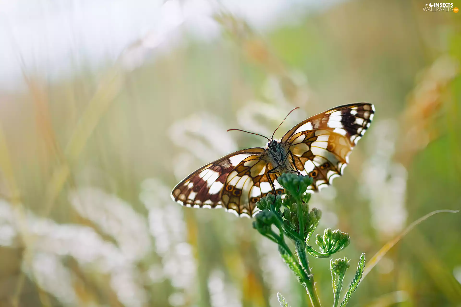 fuzzy, background, Green, plant, butterfly