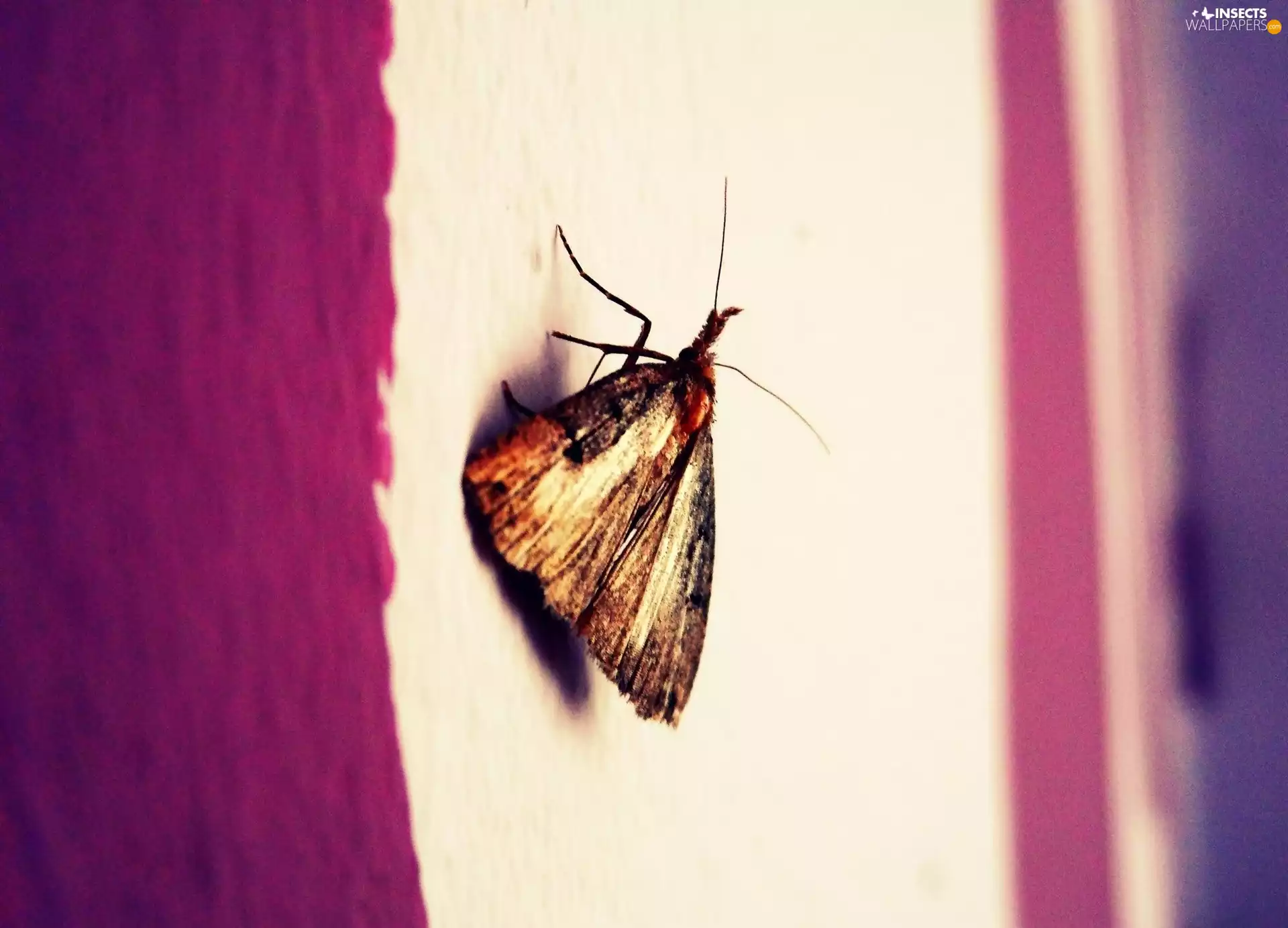 background, moth, purple