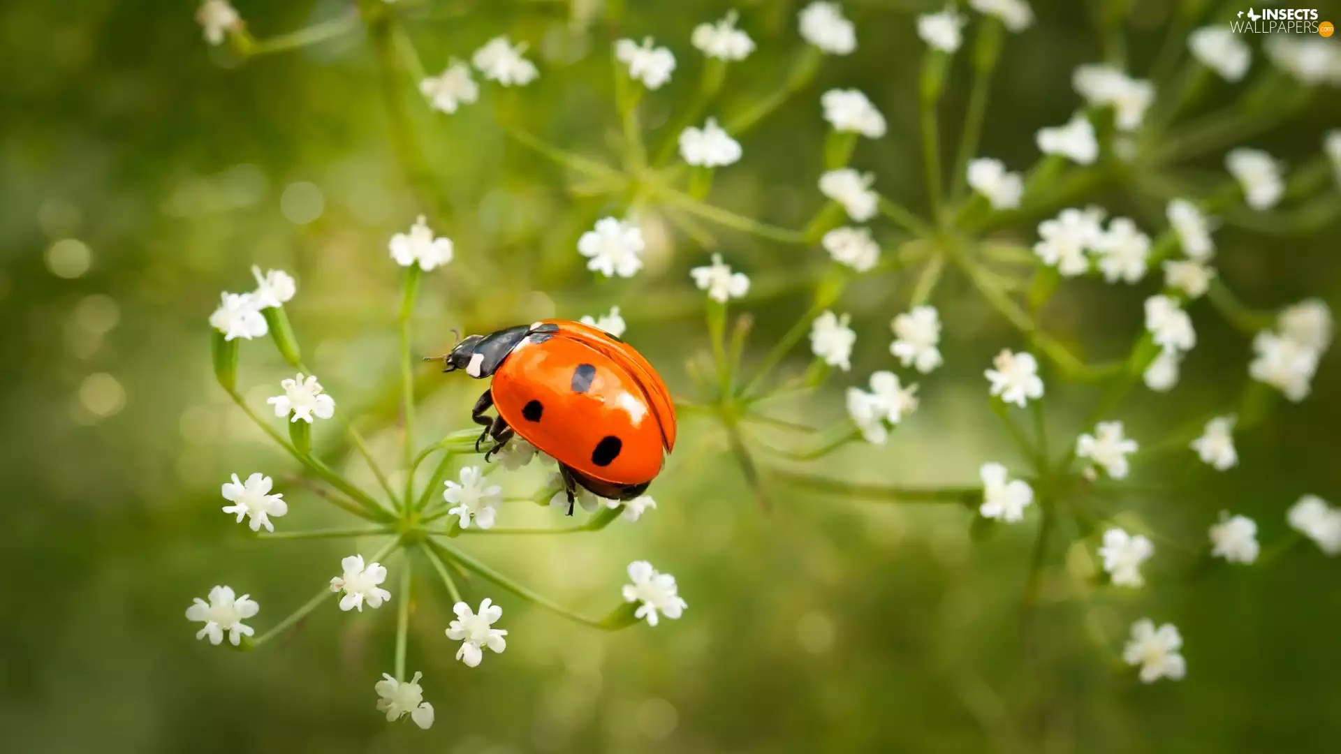 fuzzy, background, White, Flowers, ladybird