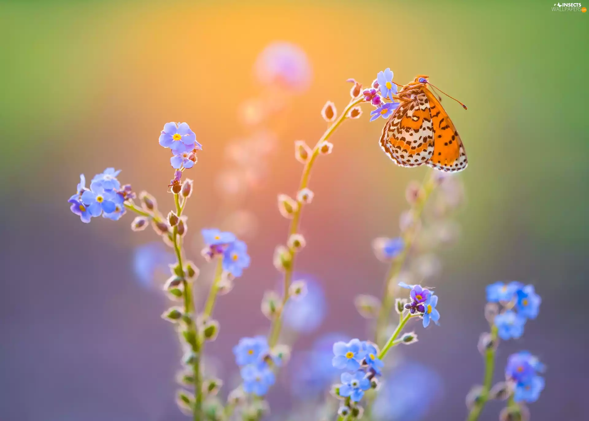 Flowers, butterfly, Red-Band Fritillary, Forget