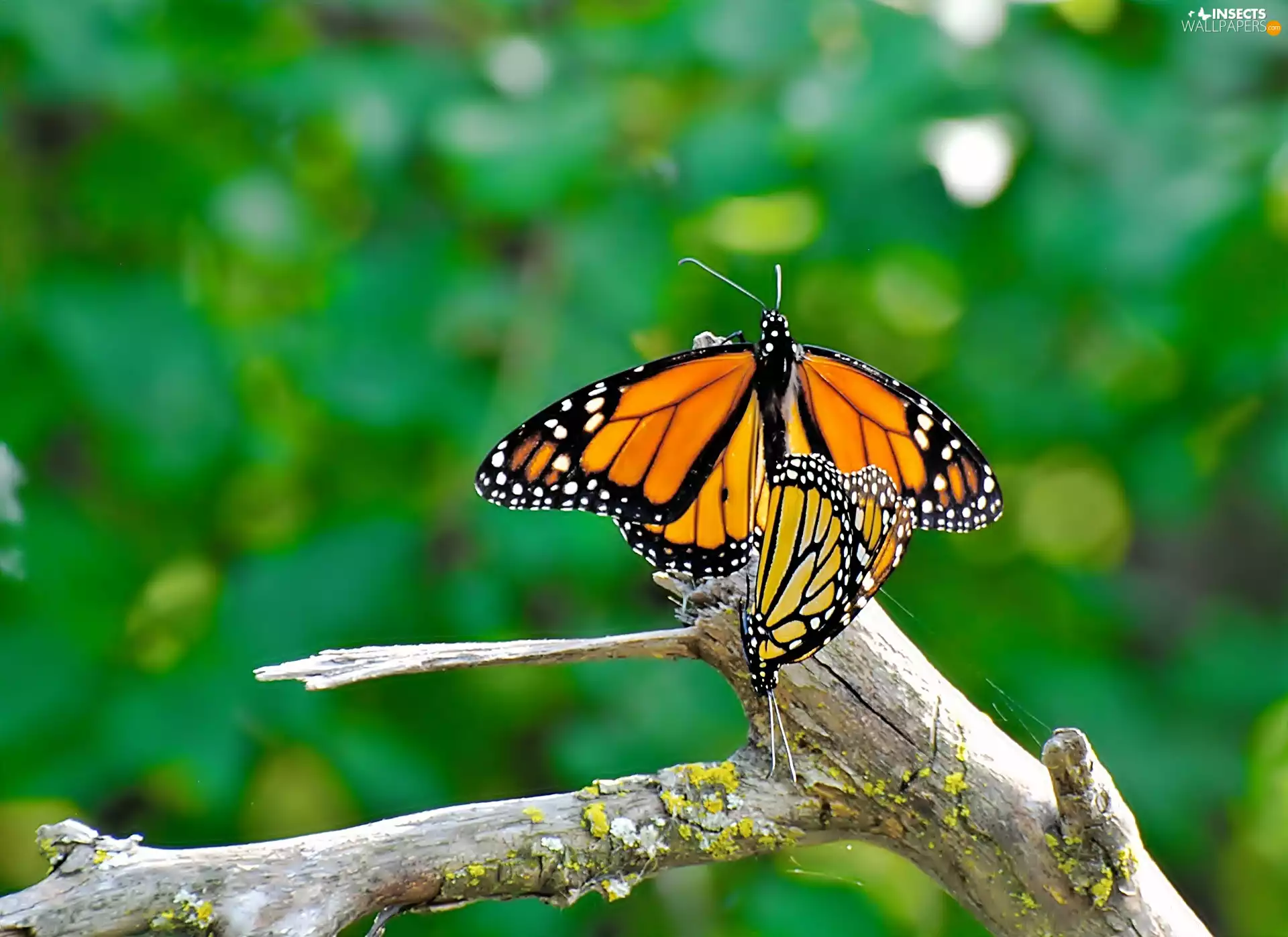 branch, Insect, Monarch Bbutterfly
