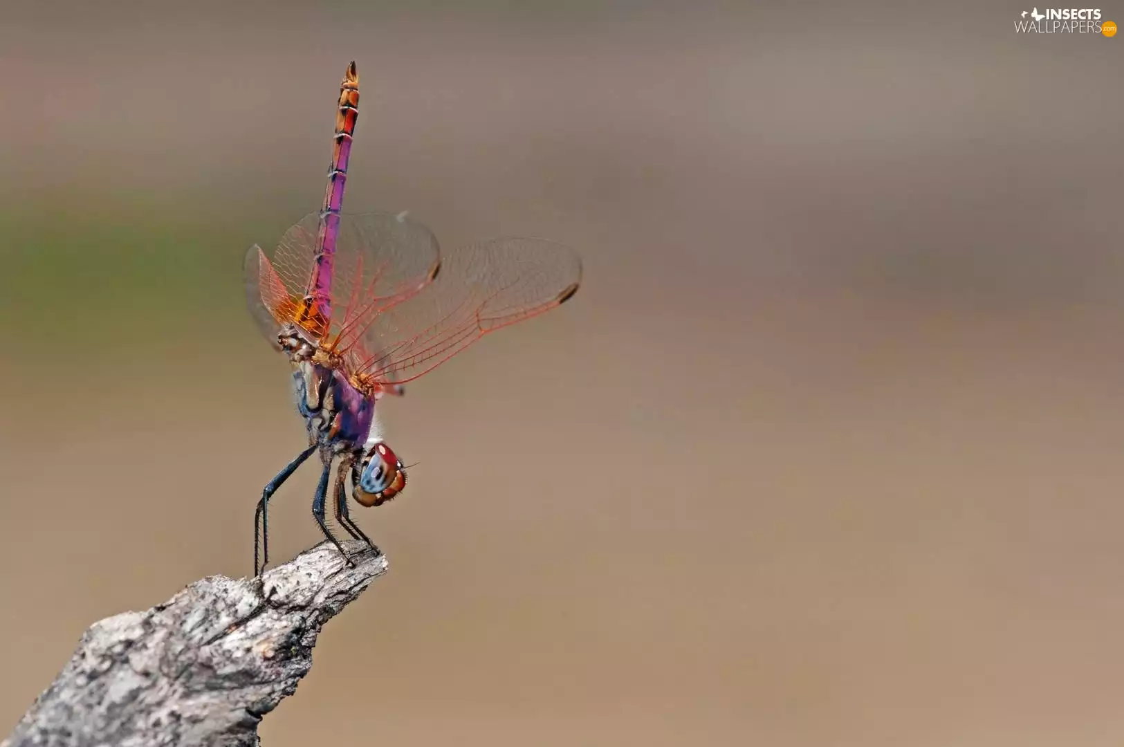 Lod on the beach, dragon-fly, wings