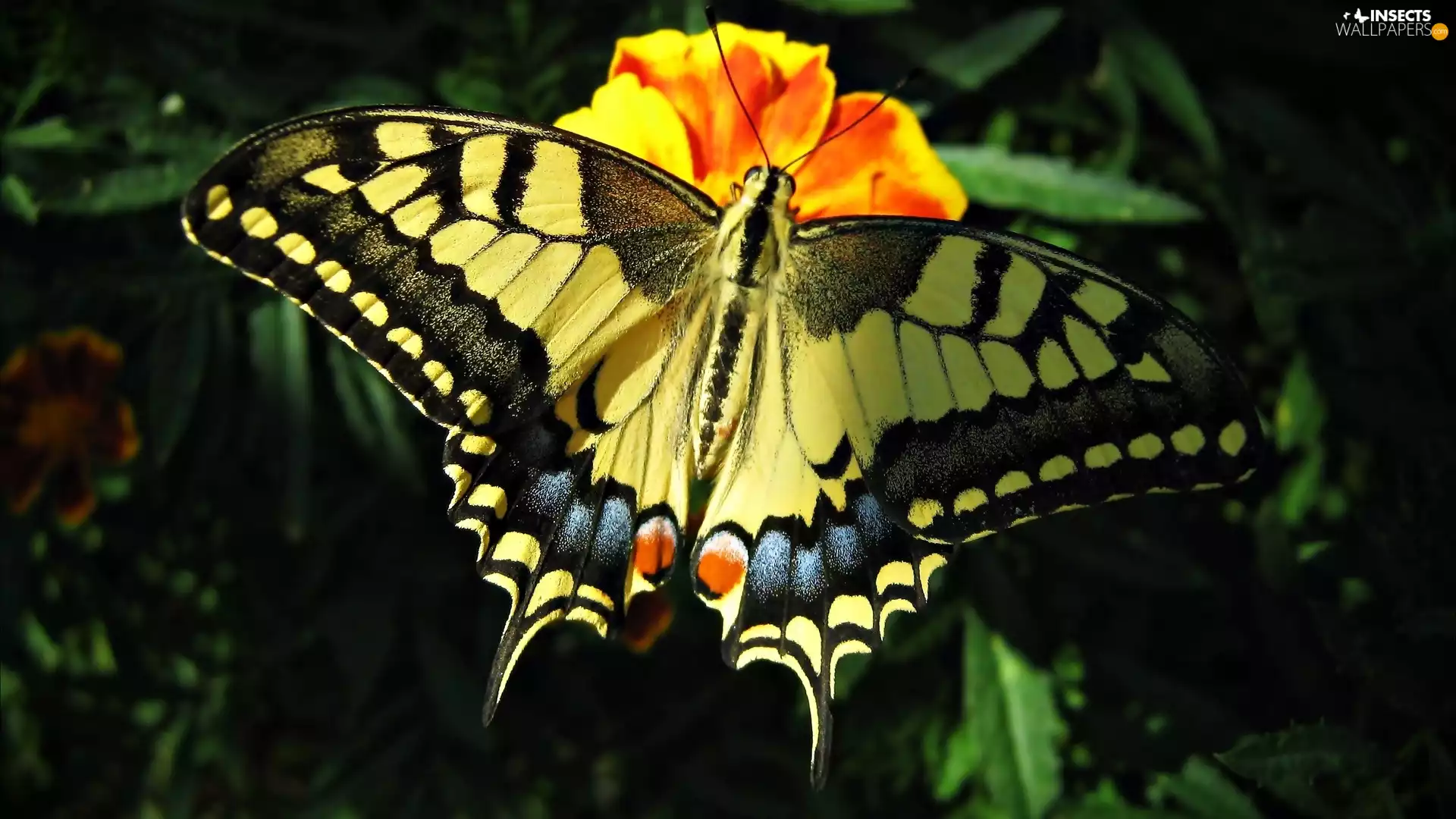 Beatyfull, butterfly