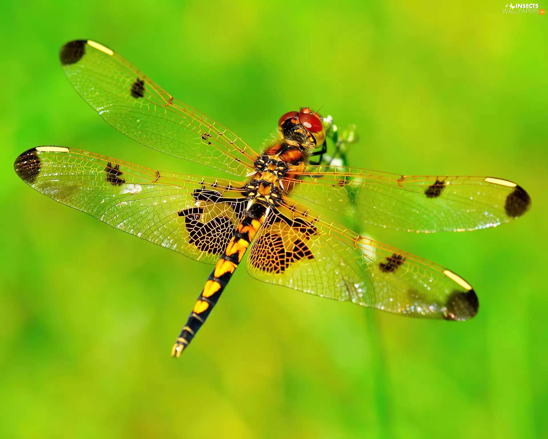 Beauty, dragon-fly