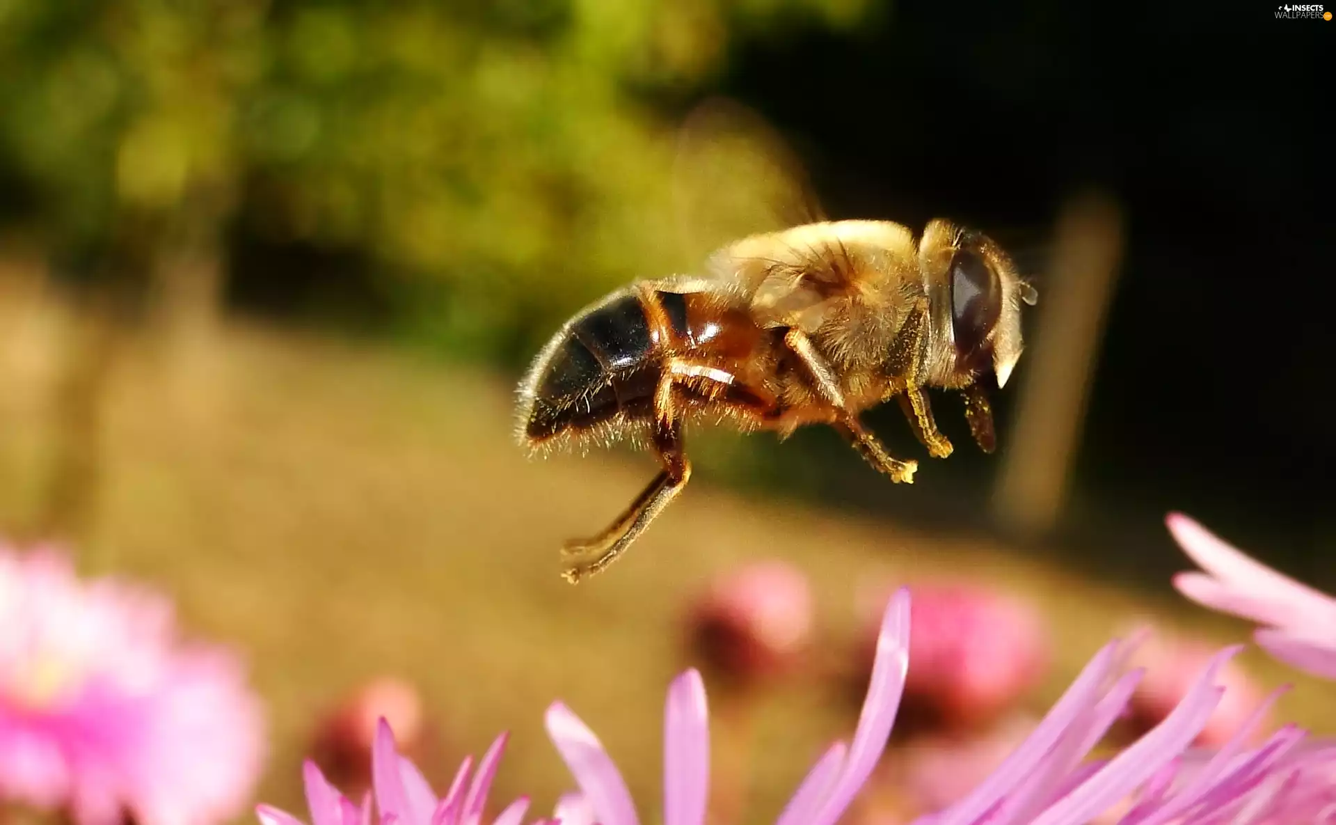 bee