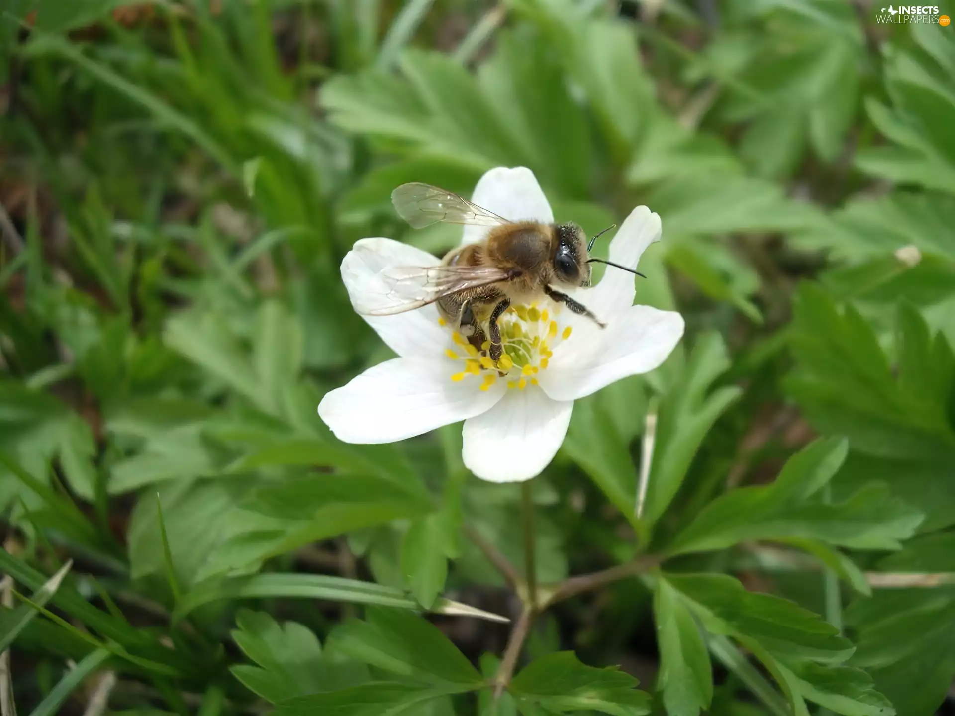 bee, anemone
