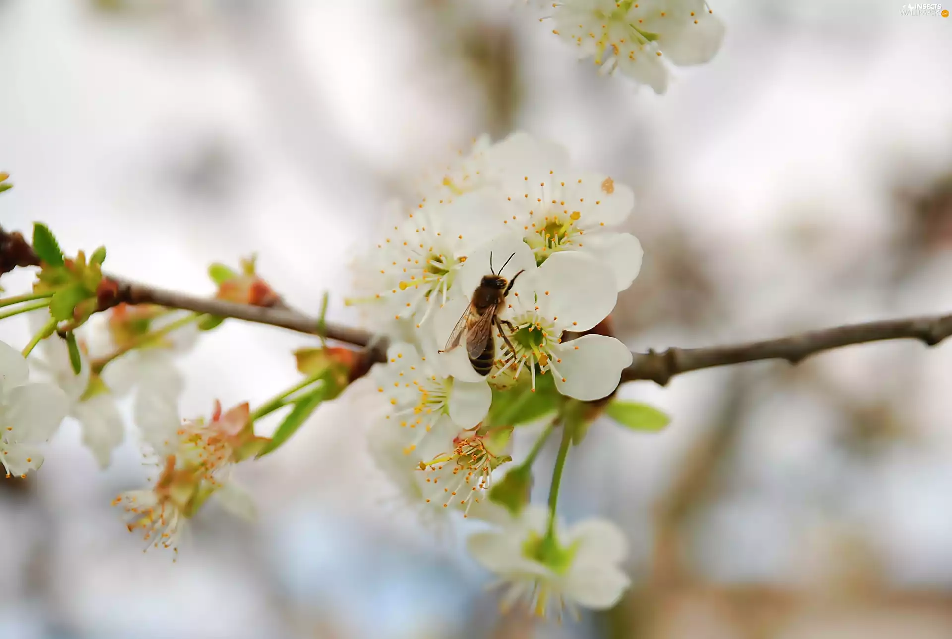 bee, Blossoming, cherry