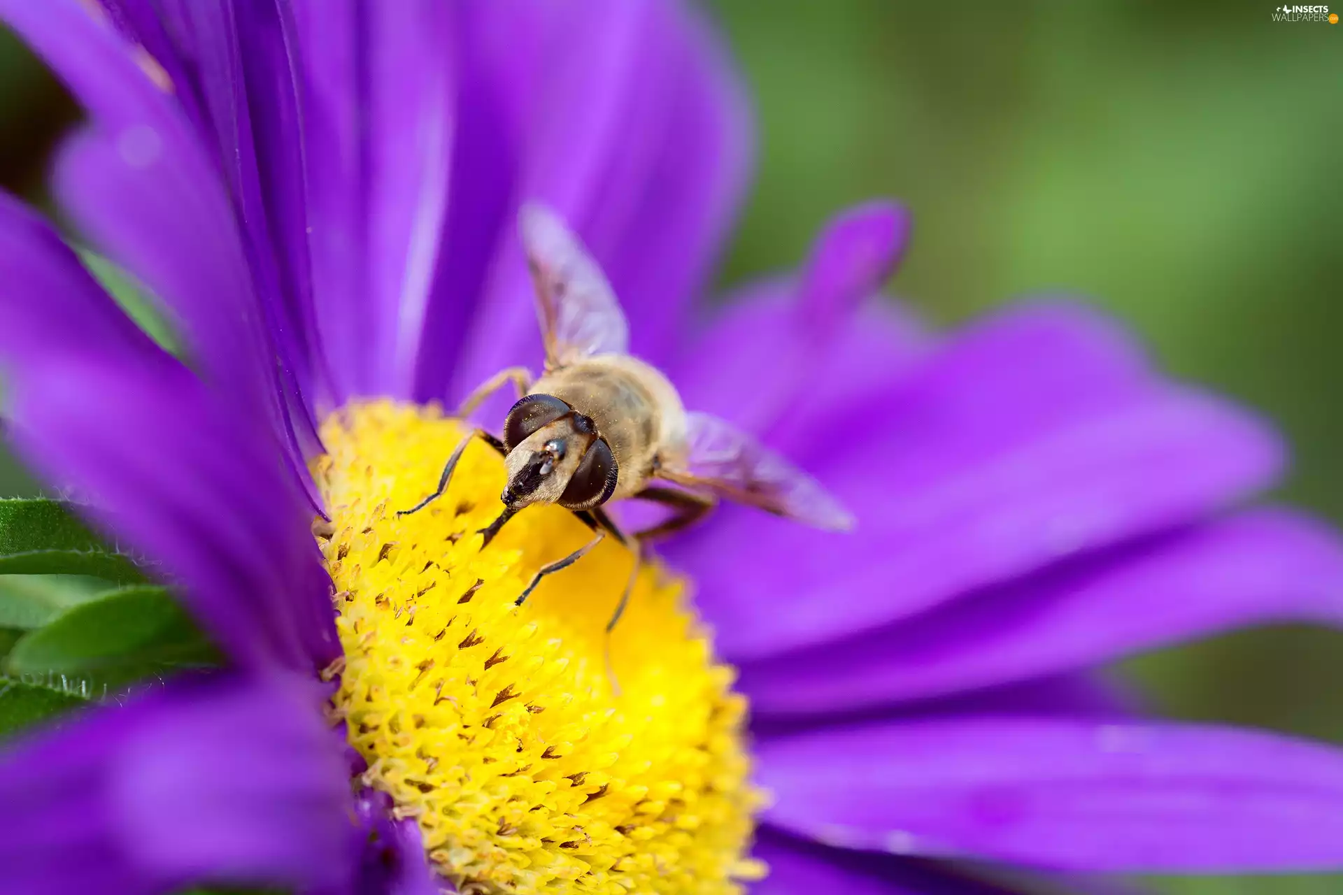 Violet, bee, Close, Colourfull Flowers