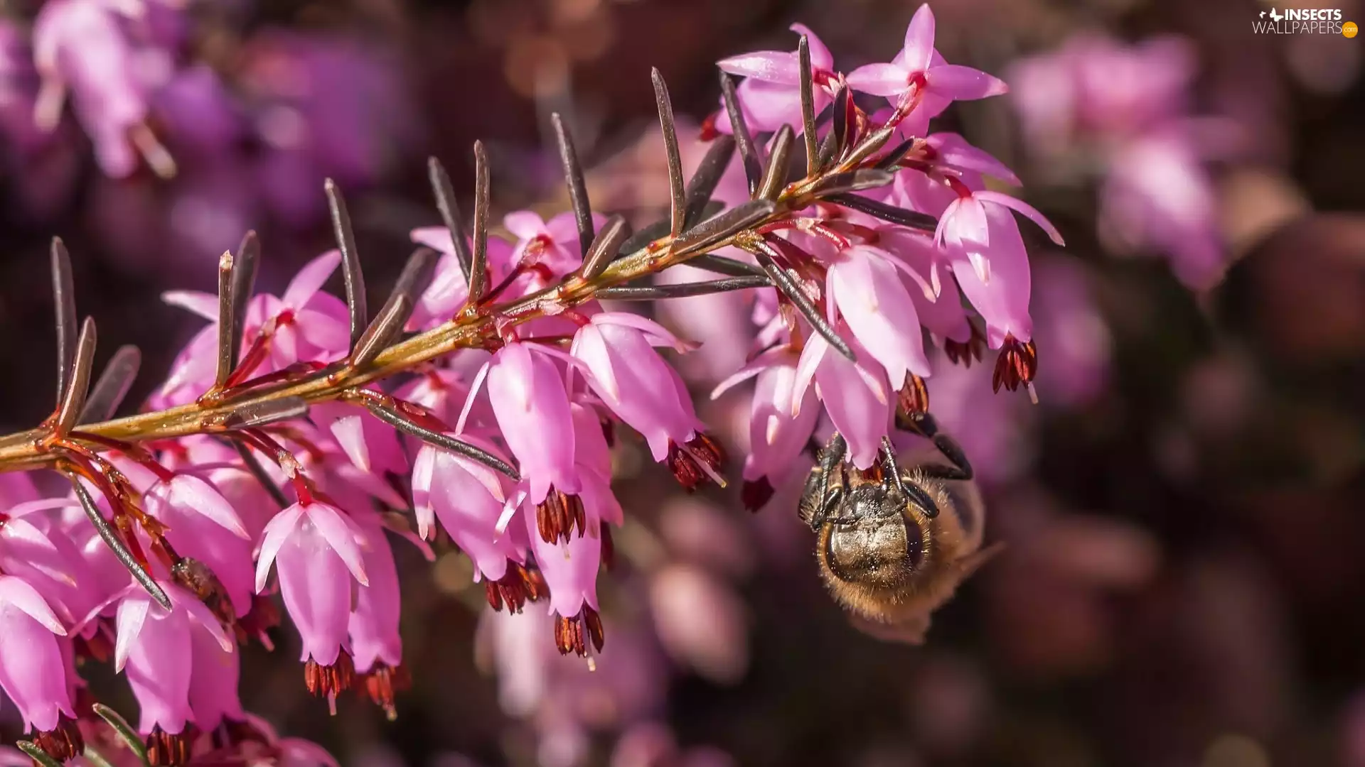 Close, Winter Heath, bee