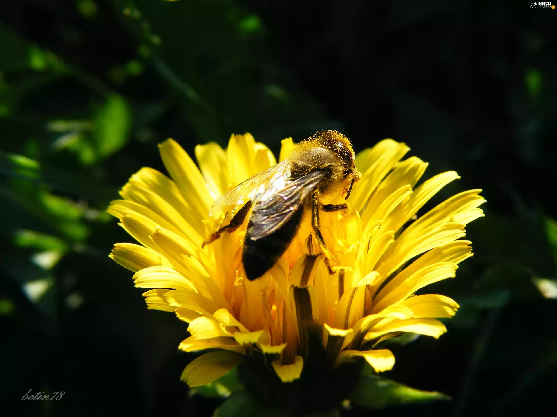 Colourfull Flowers, Insect, bee