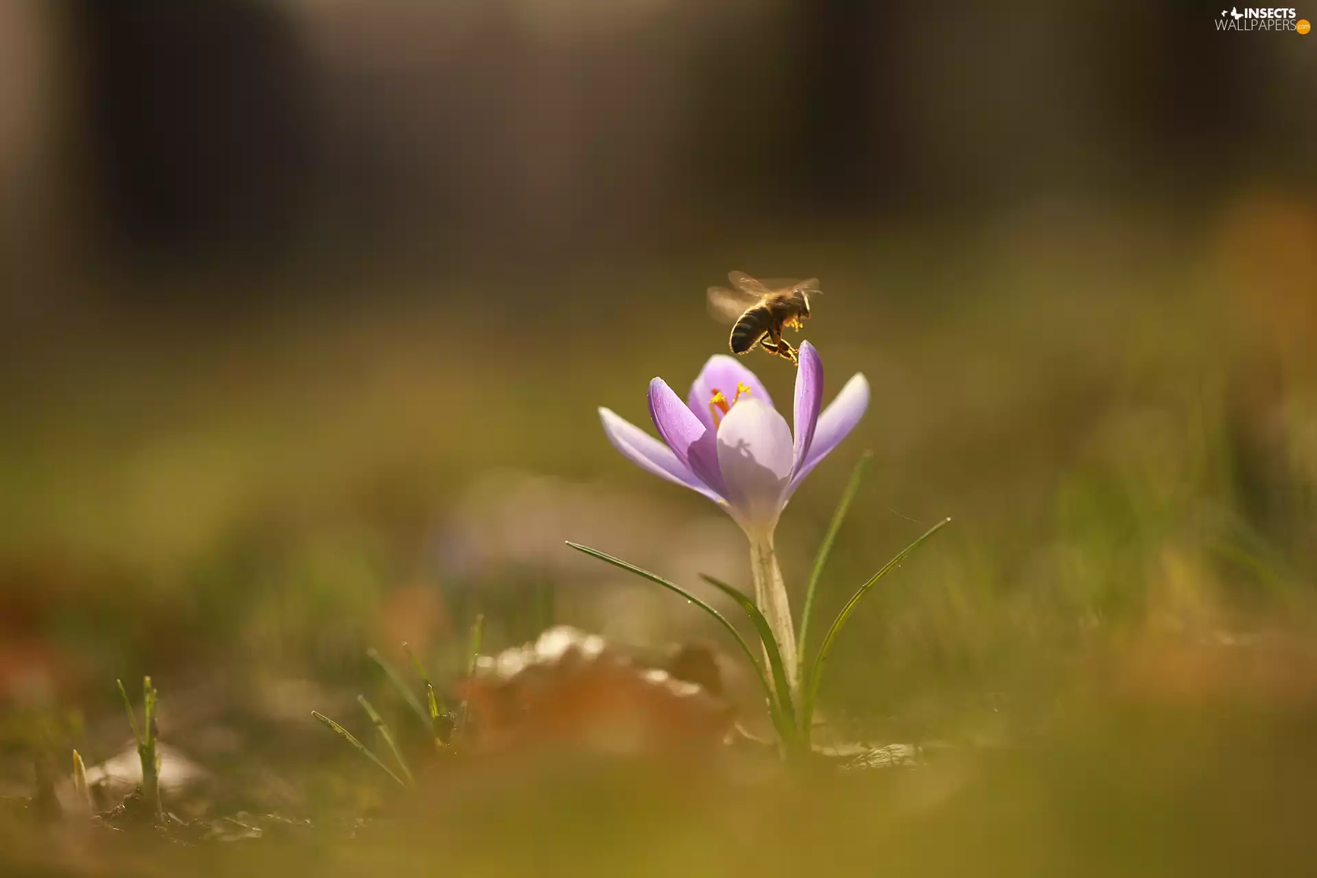 bee, lilac, crocus