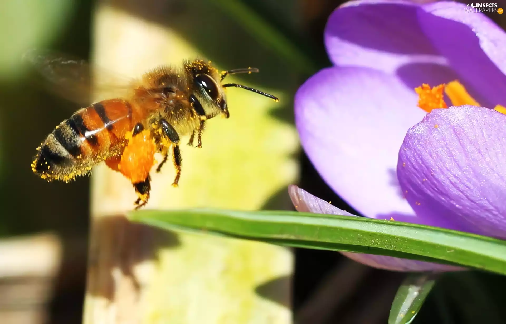 bee, crocus