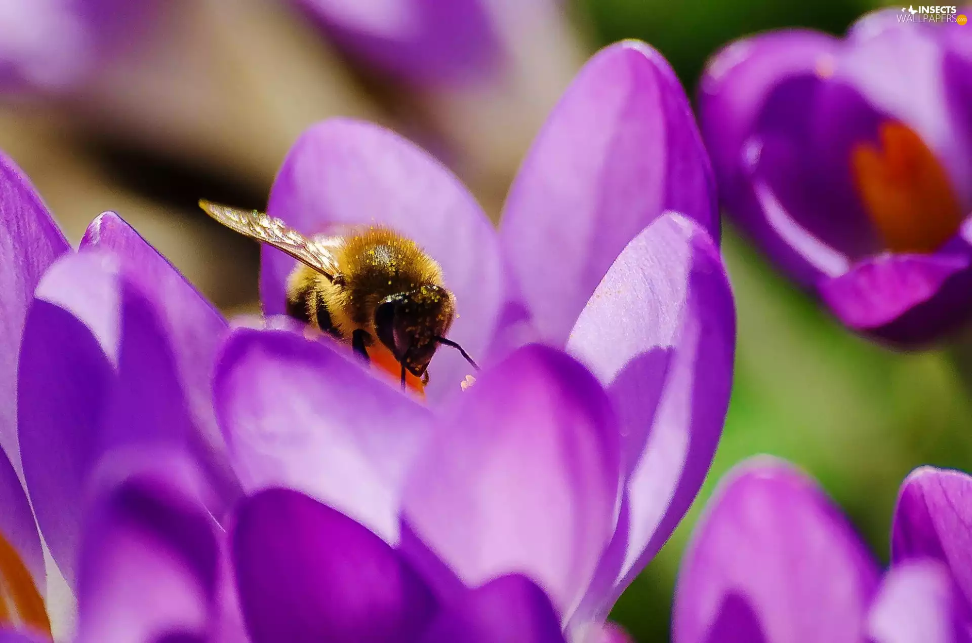 bee, crocuses
