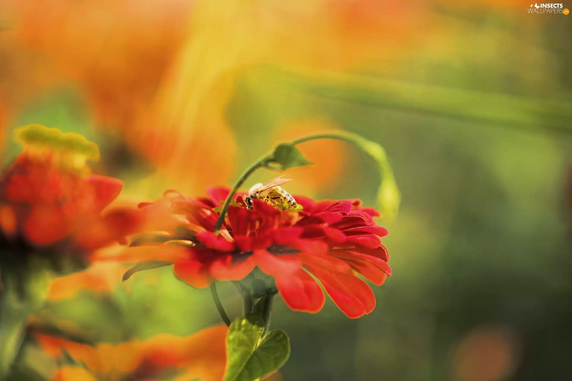 bee, Red, flower