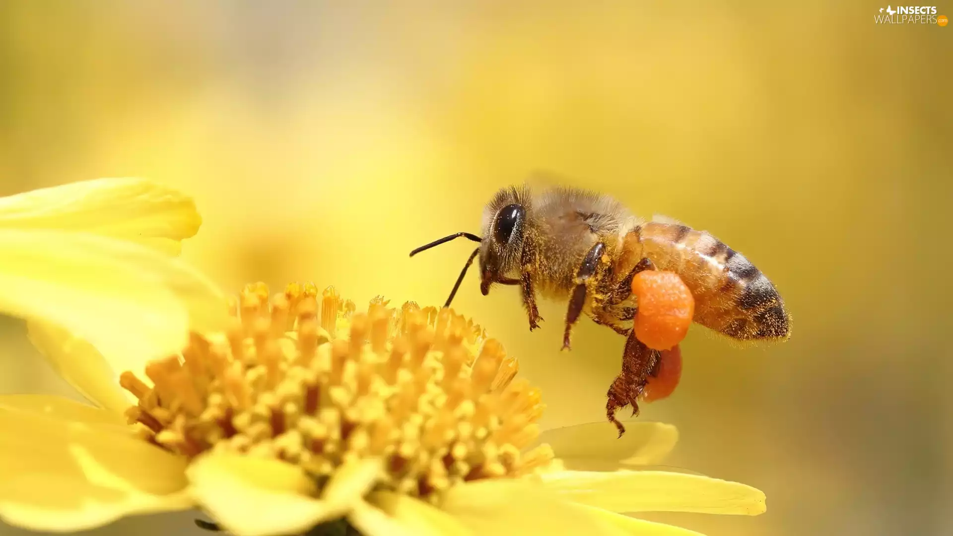 bee, Colourfull Flowers