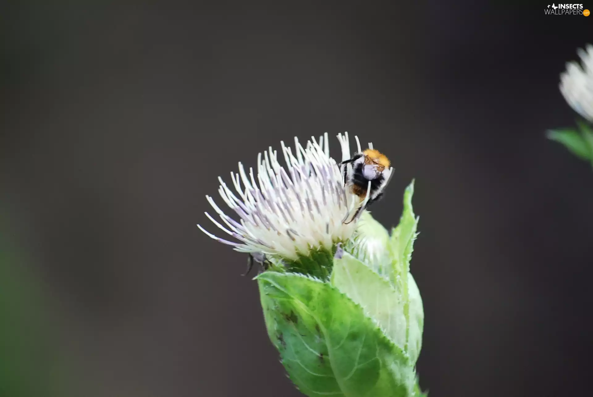 bee, Colourfull Flowers