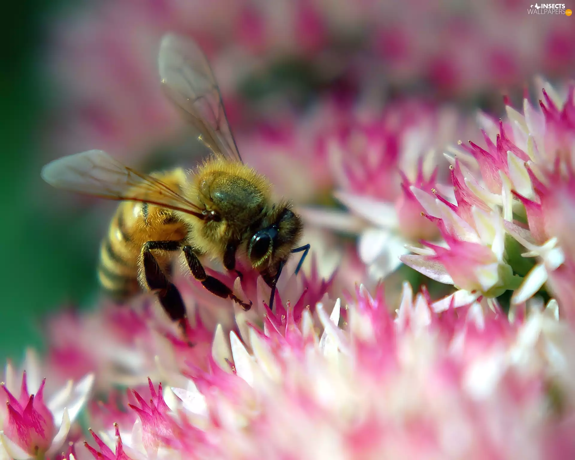 bee, Colourfull Flowers