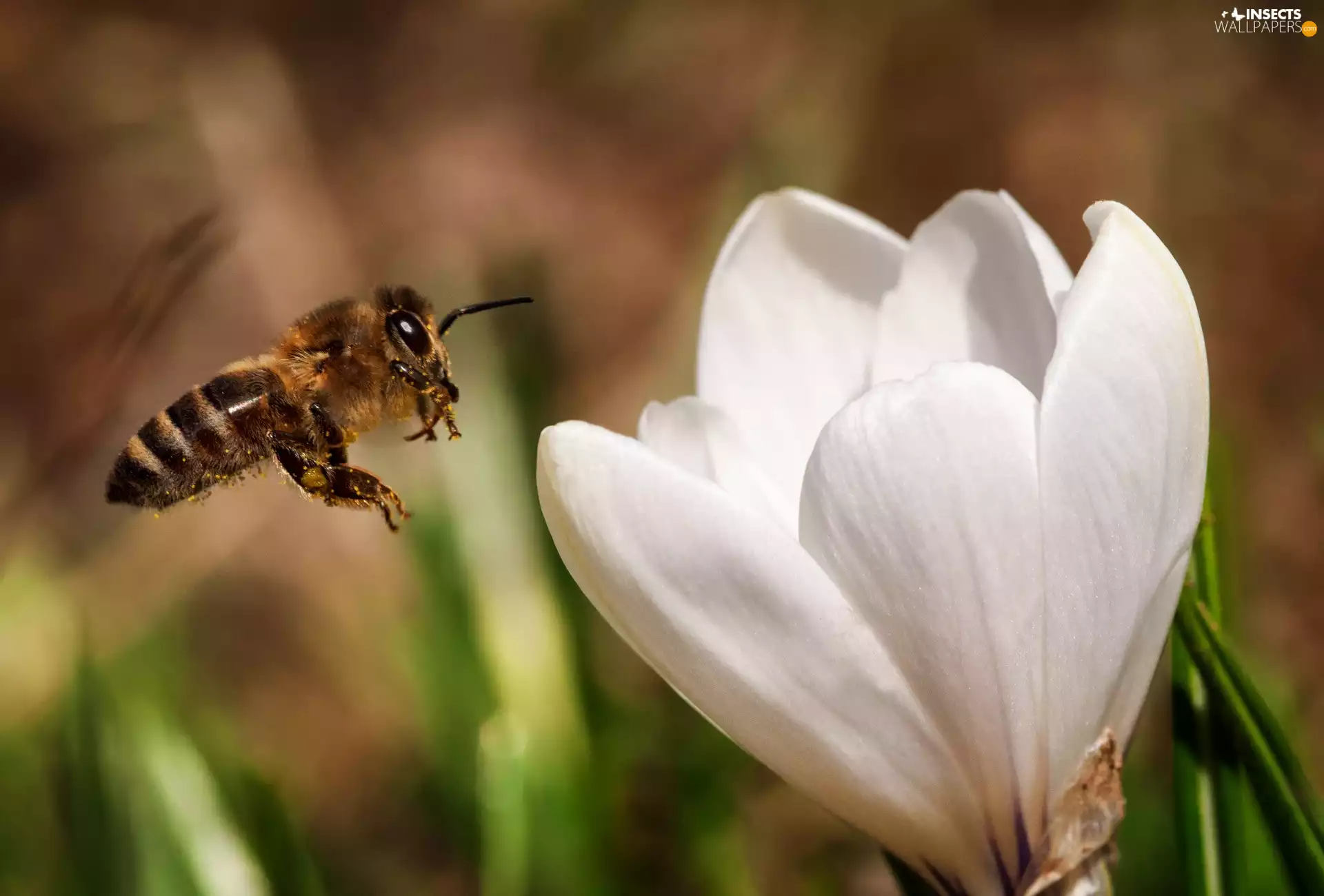 bee, Colourfull Flowers