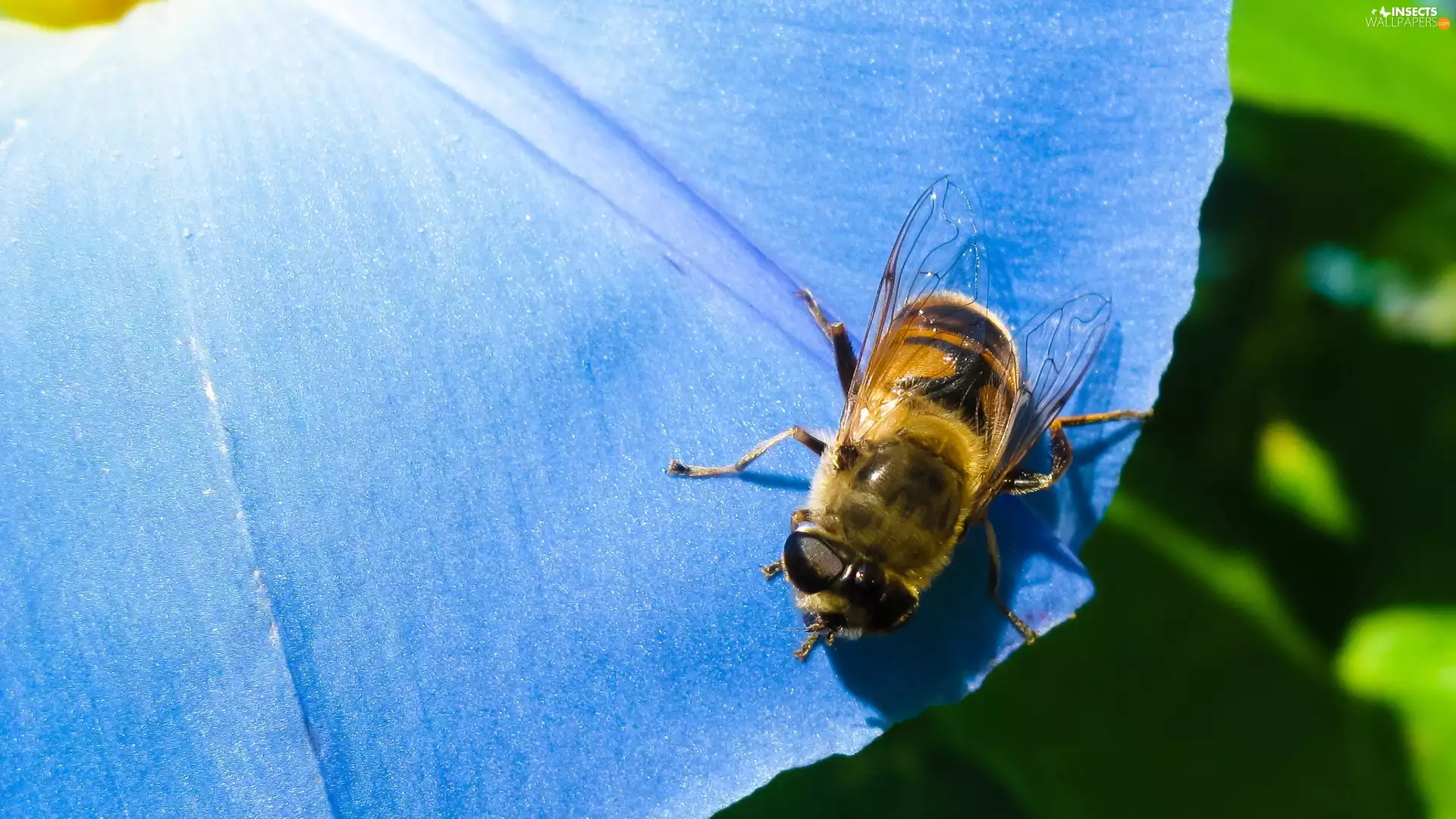 bee, Colourfull Flowers