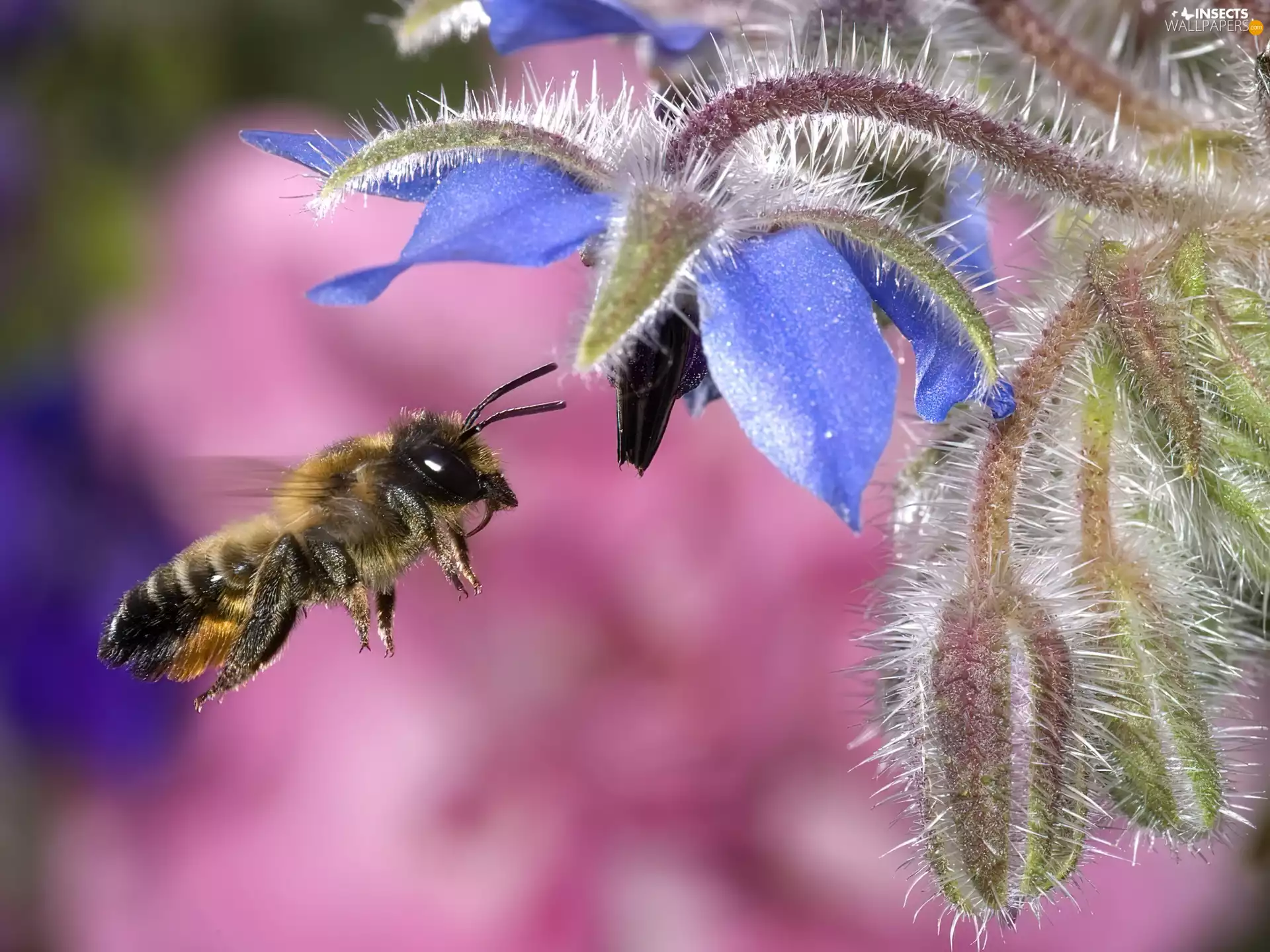 bee, Colourfull Flowers