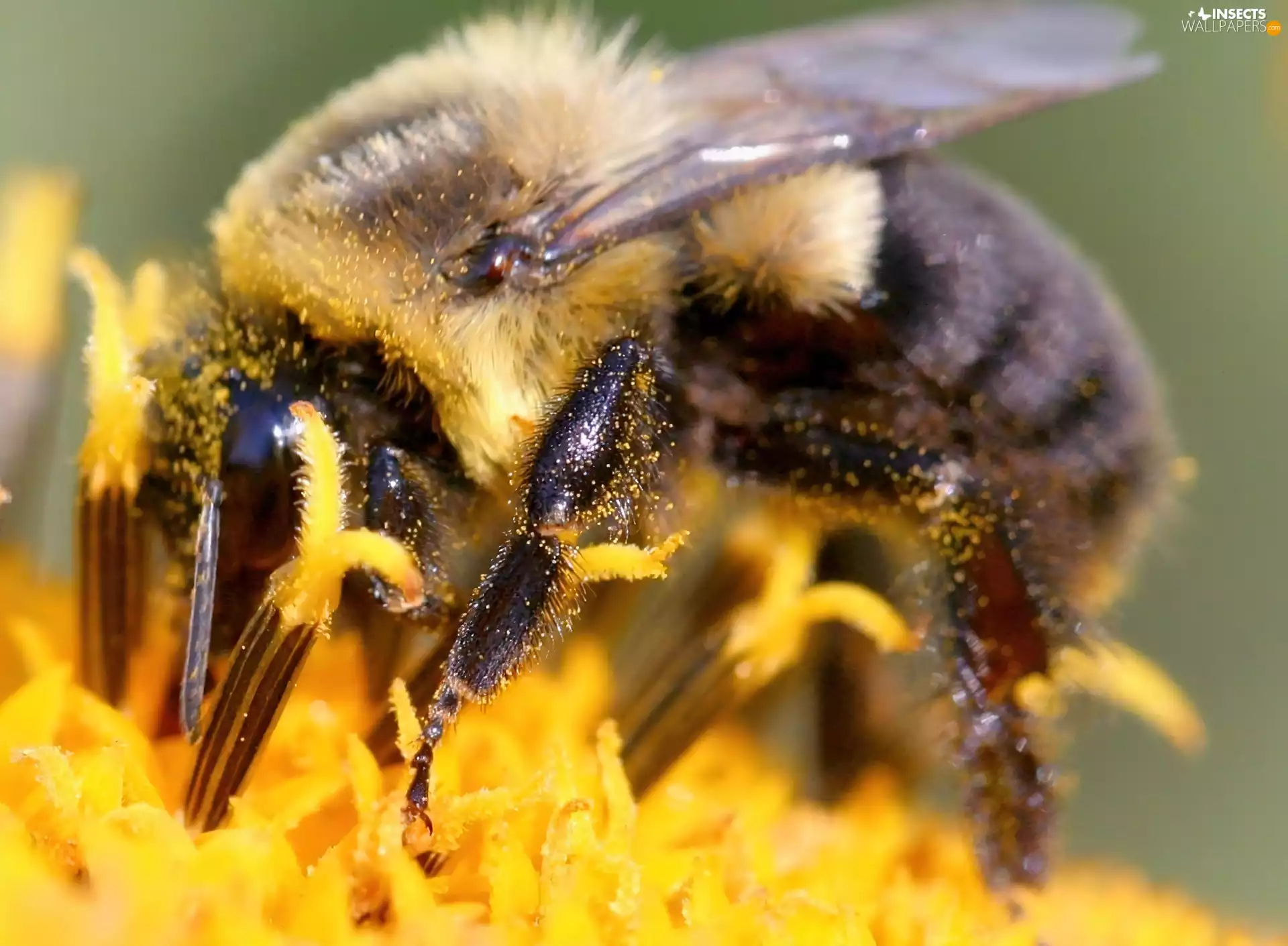 bee, Colourfull Flowers